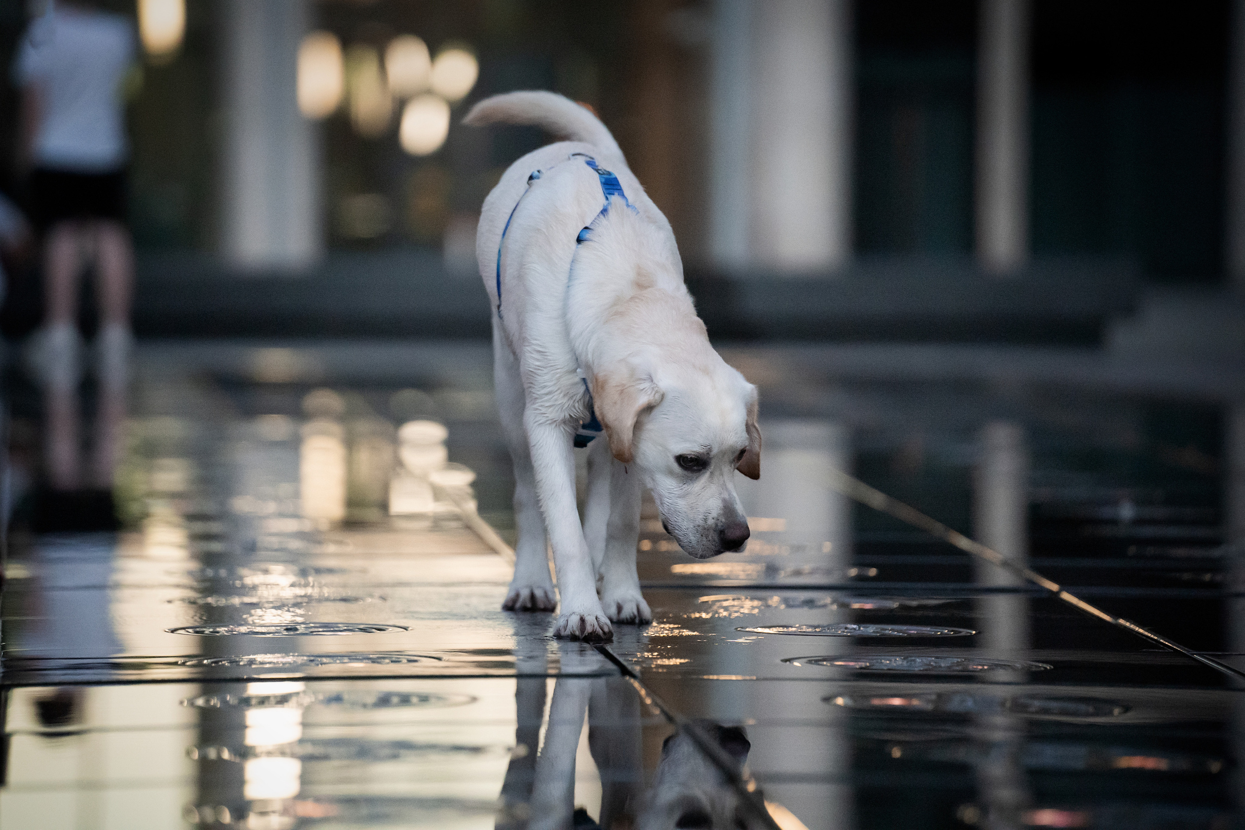 Наташа и Чарли. Фотограф анималист
