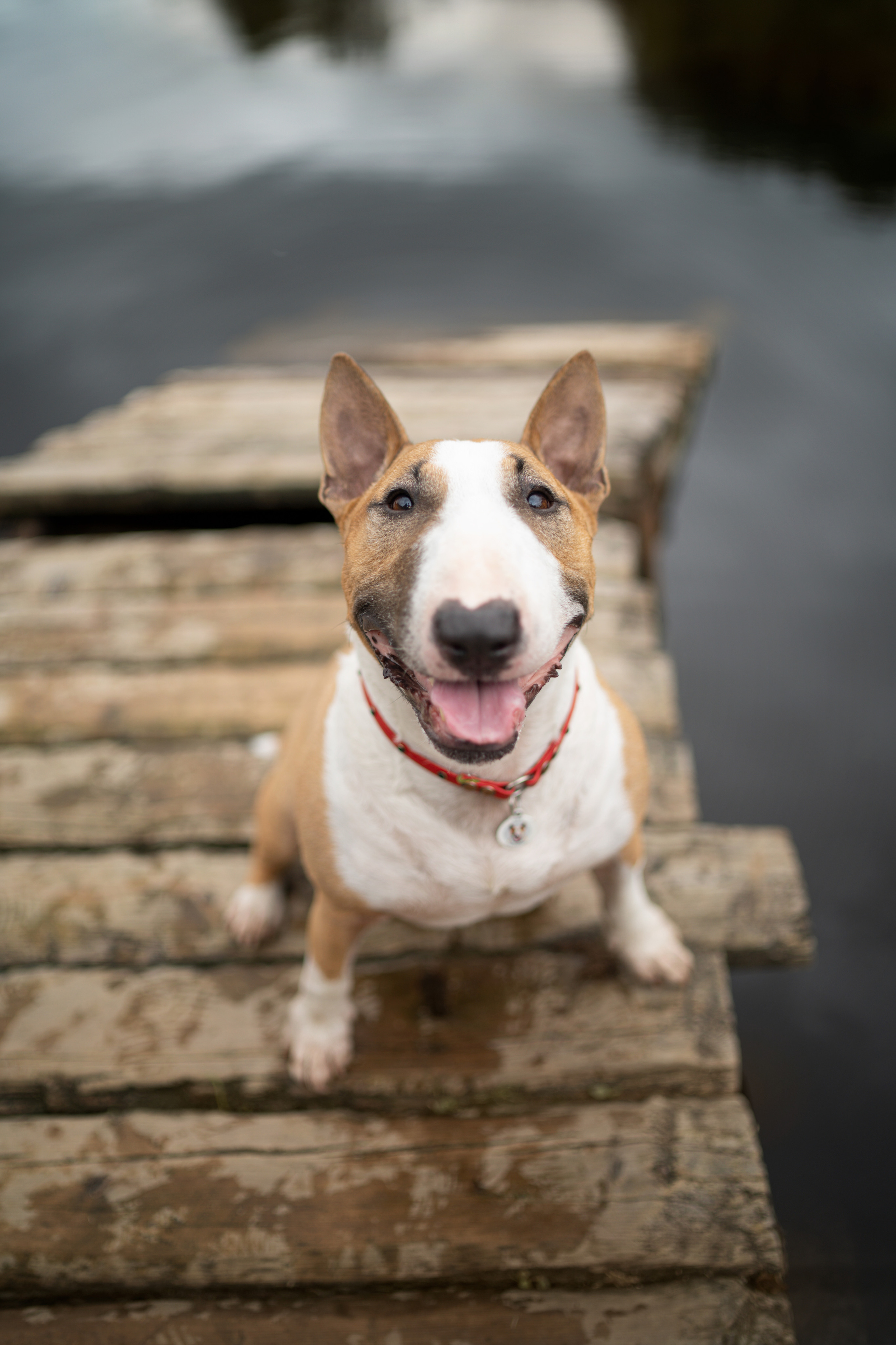 Яна и Юни. Фотограф анималист