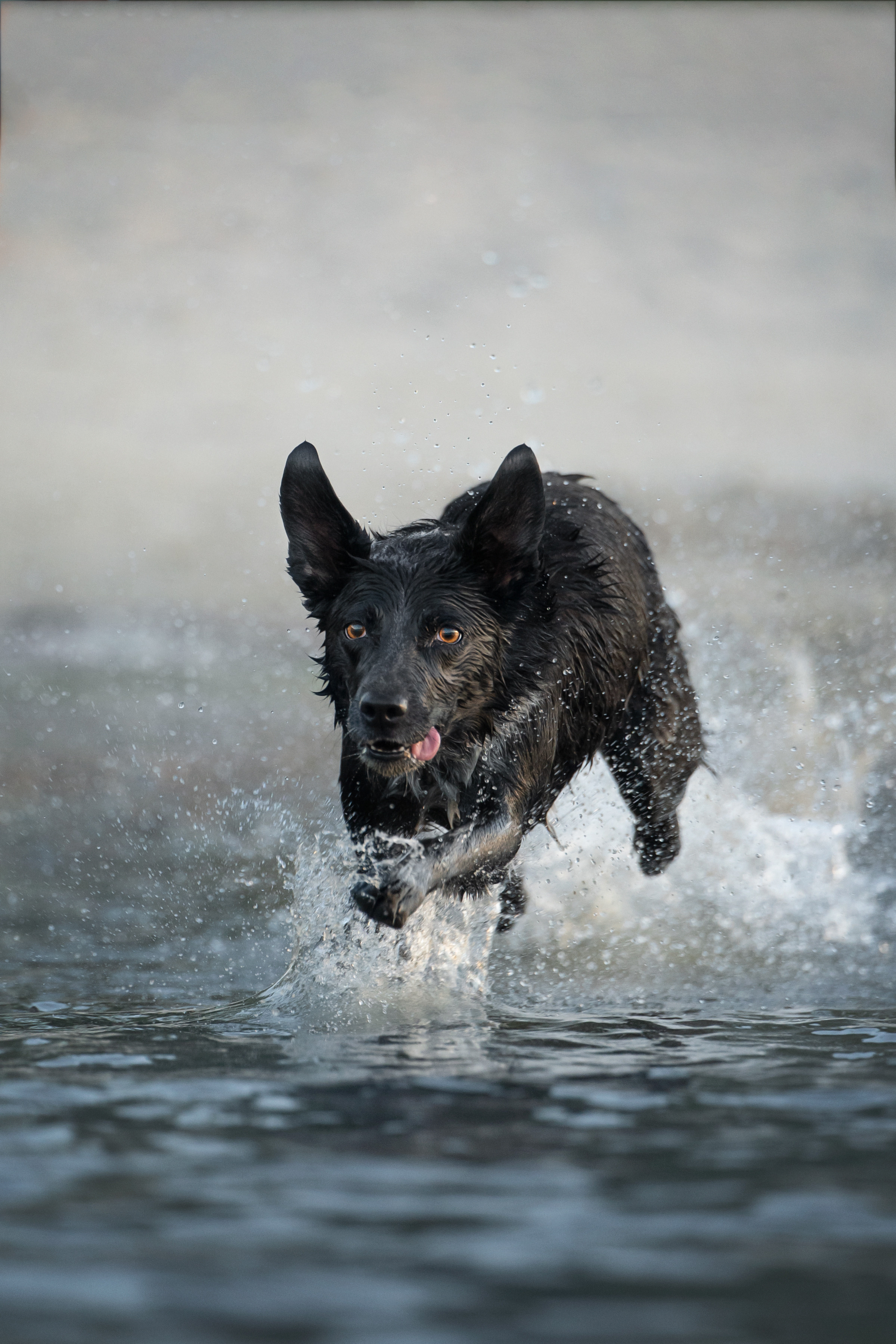 Йота. Фотограф анималист