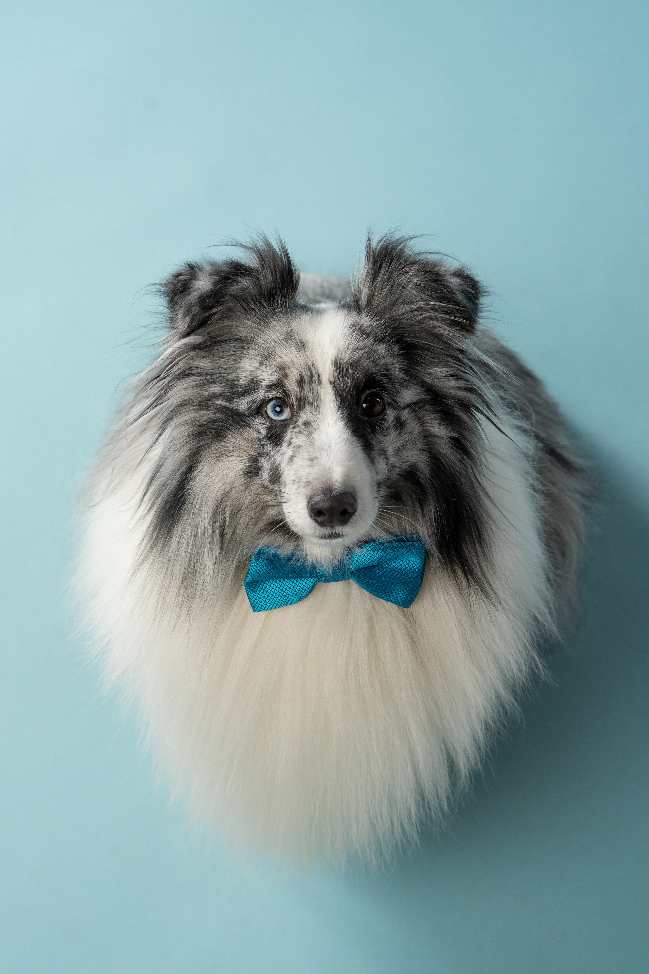 В студии. Фотограф анималист