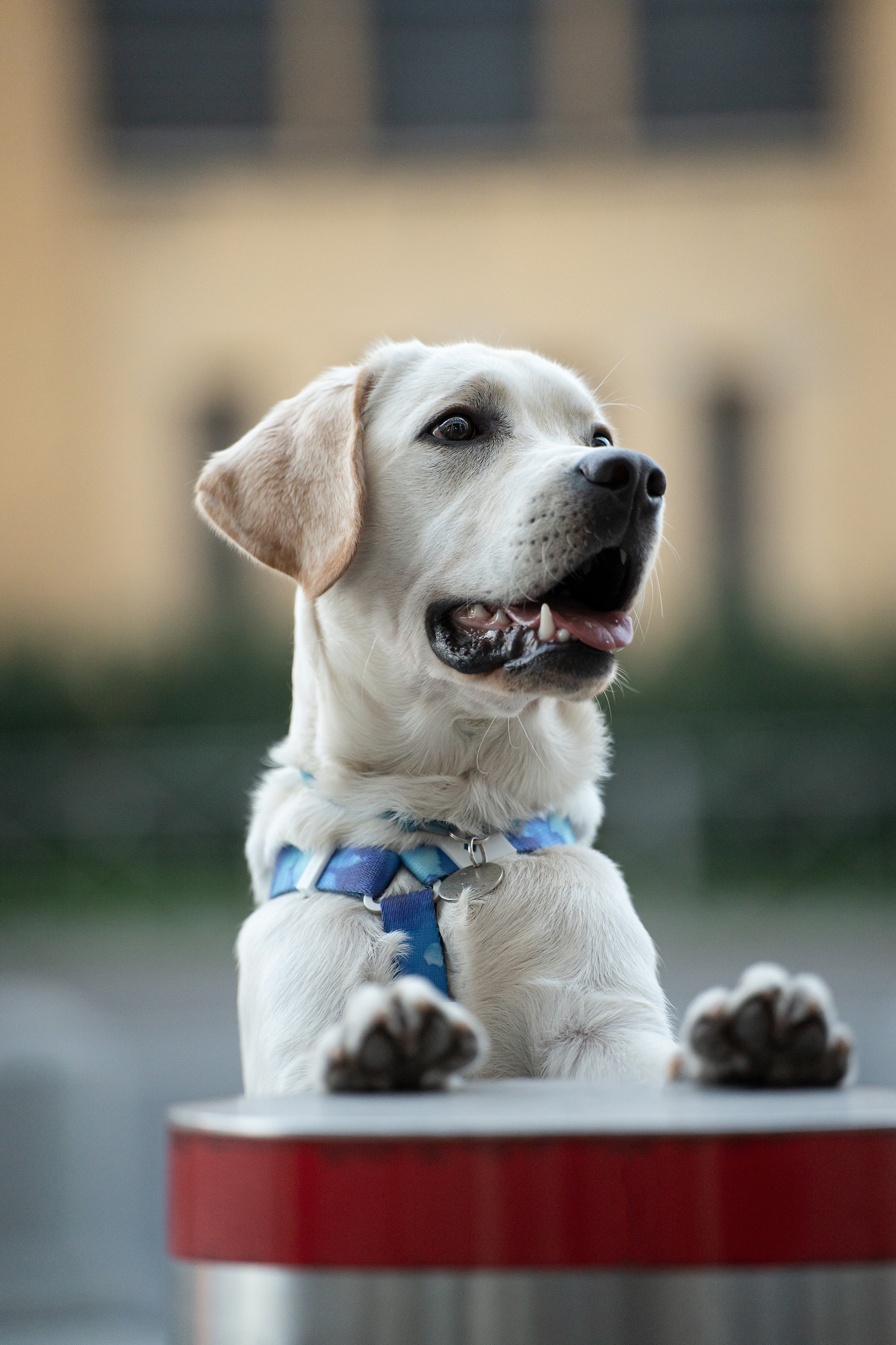 Наташа и Чарли. Фотограф анималист