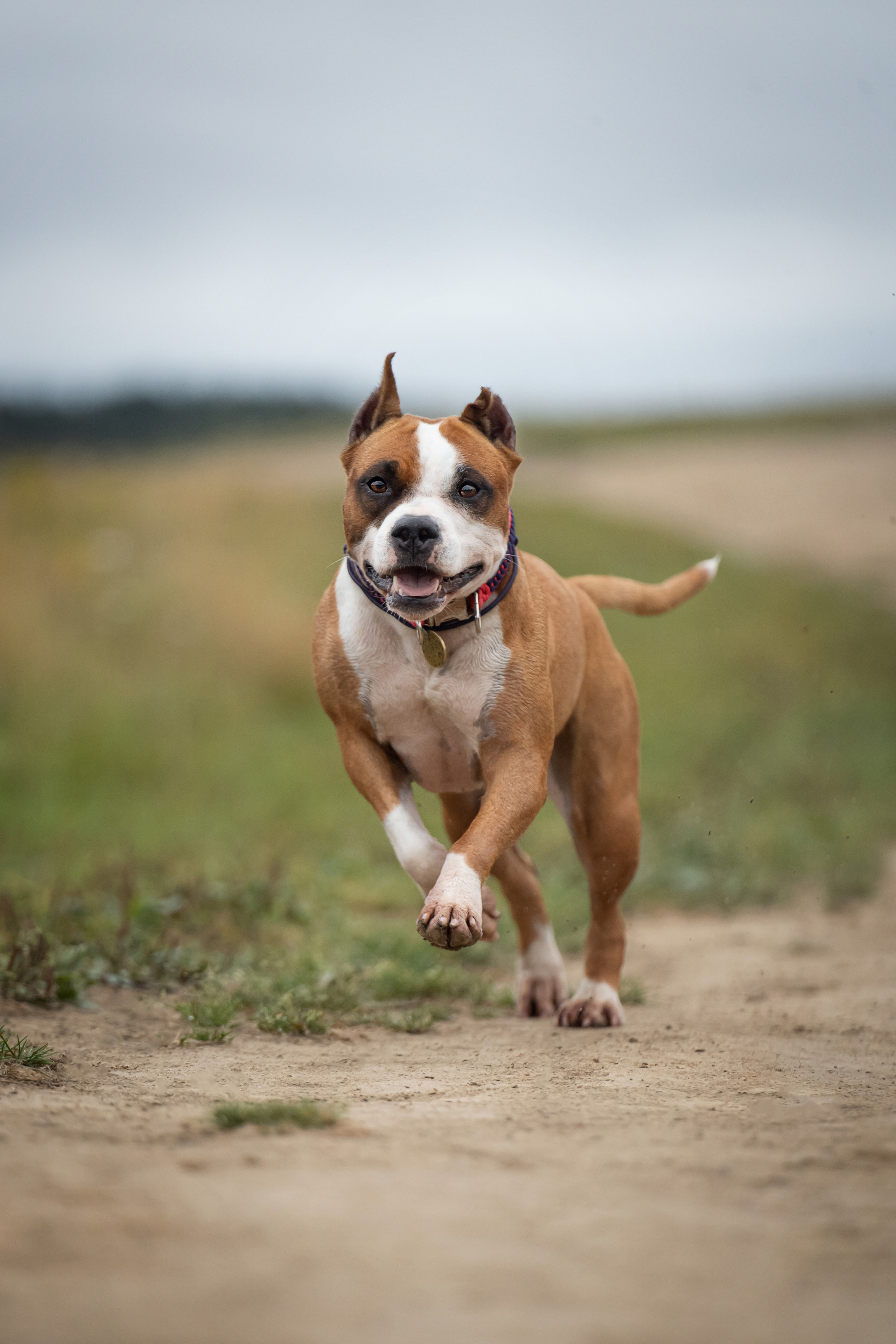 Катя, Антон, Марс и Юта. Фотограф анималист