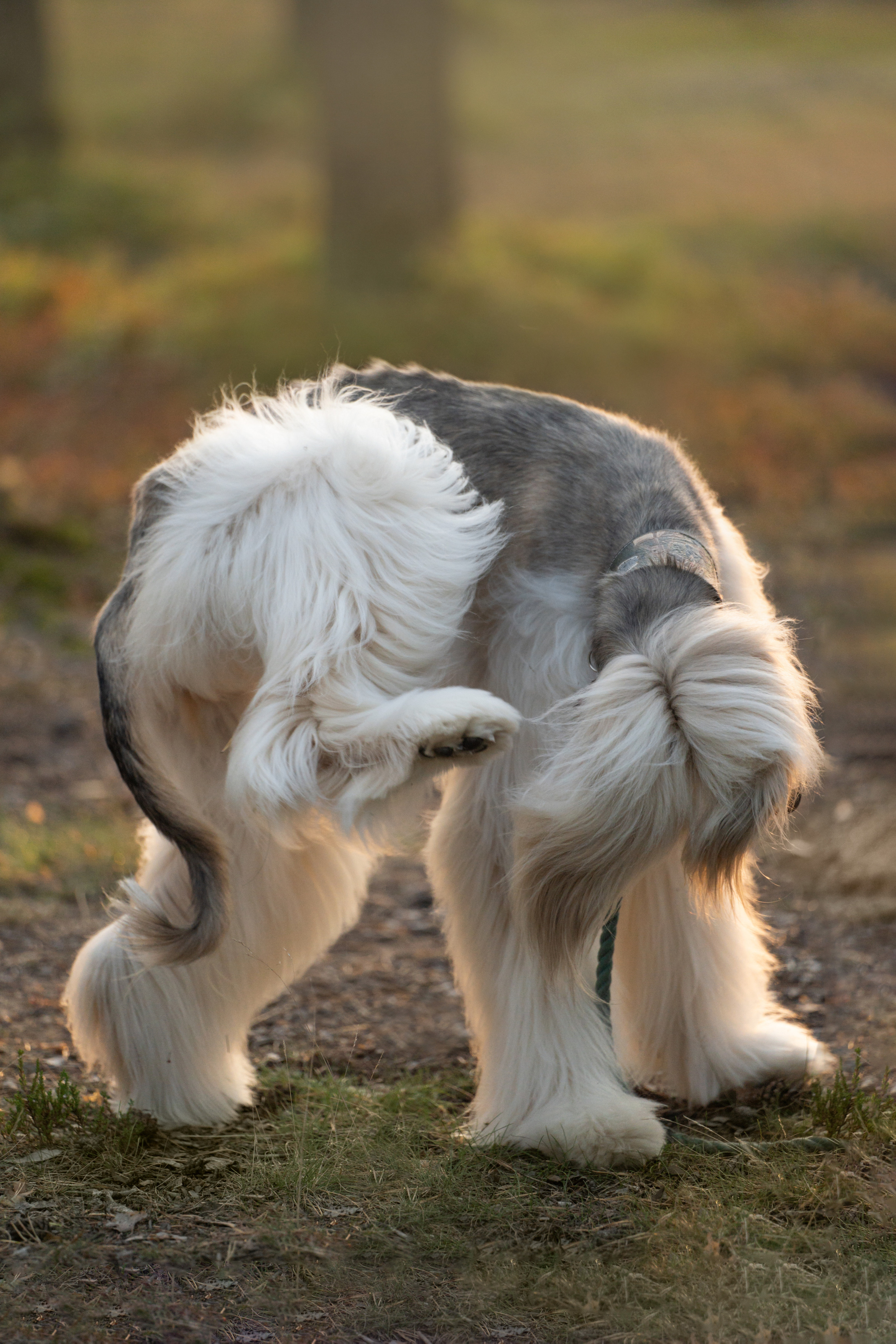 Путь к лесу. Фотограф анималист