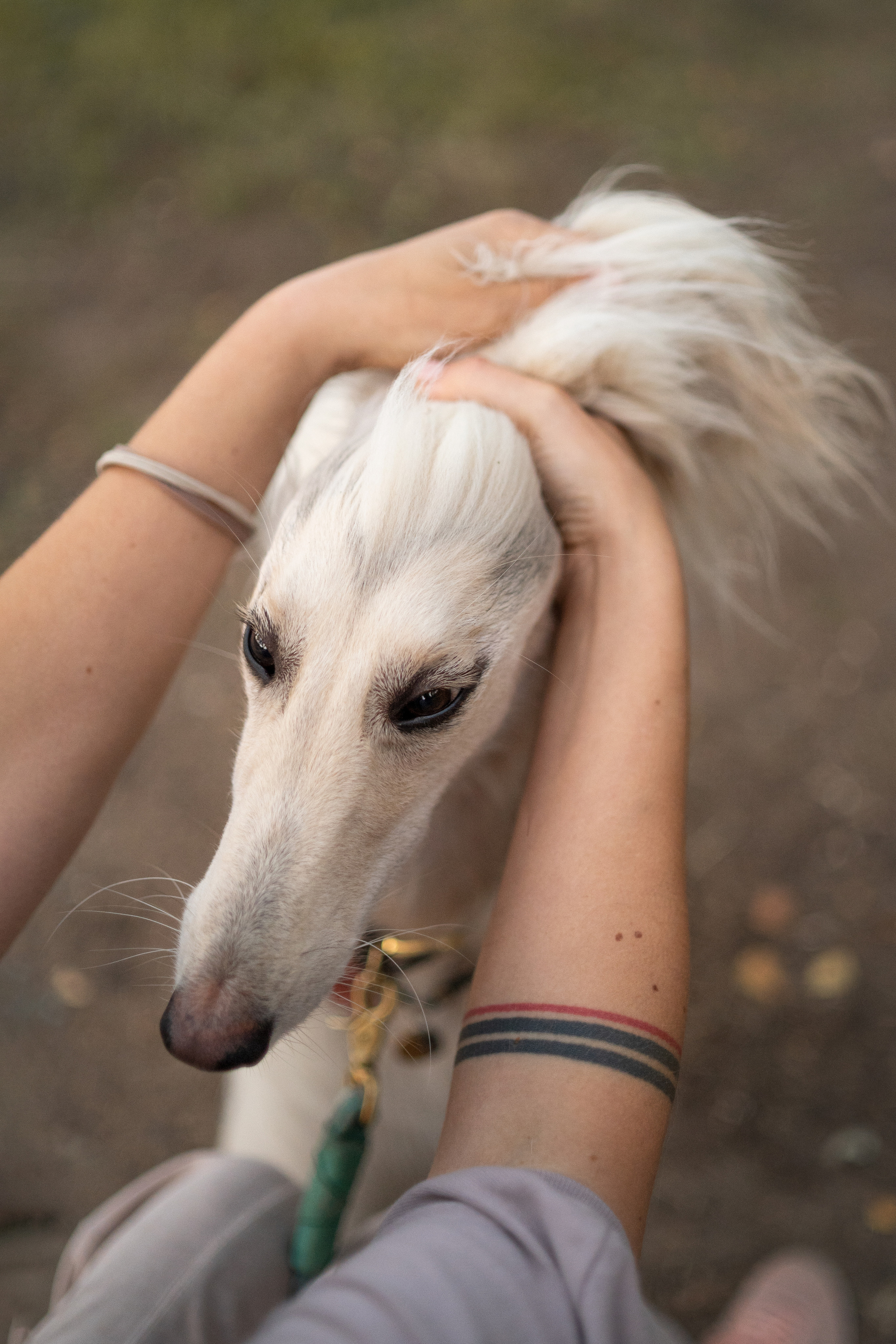 Путь к лесу. Фотограф анималист