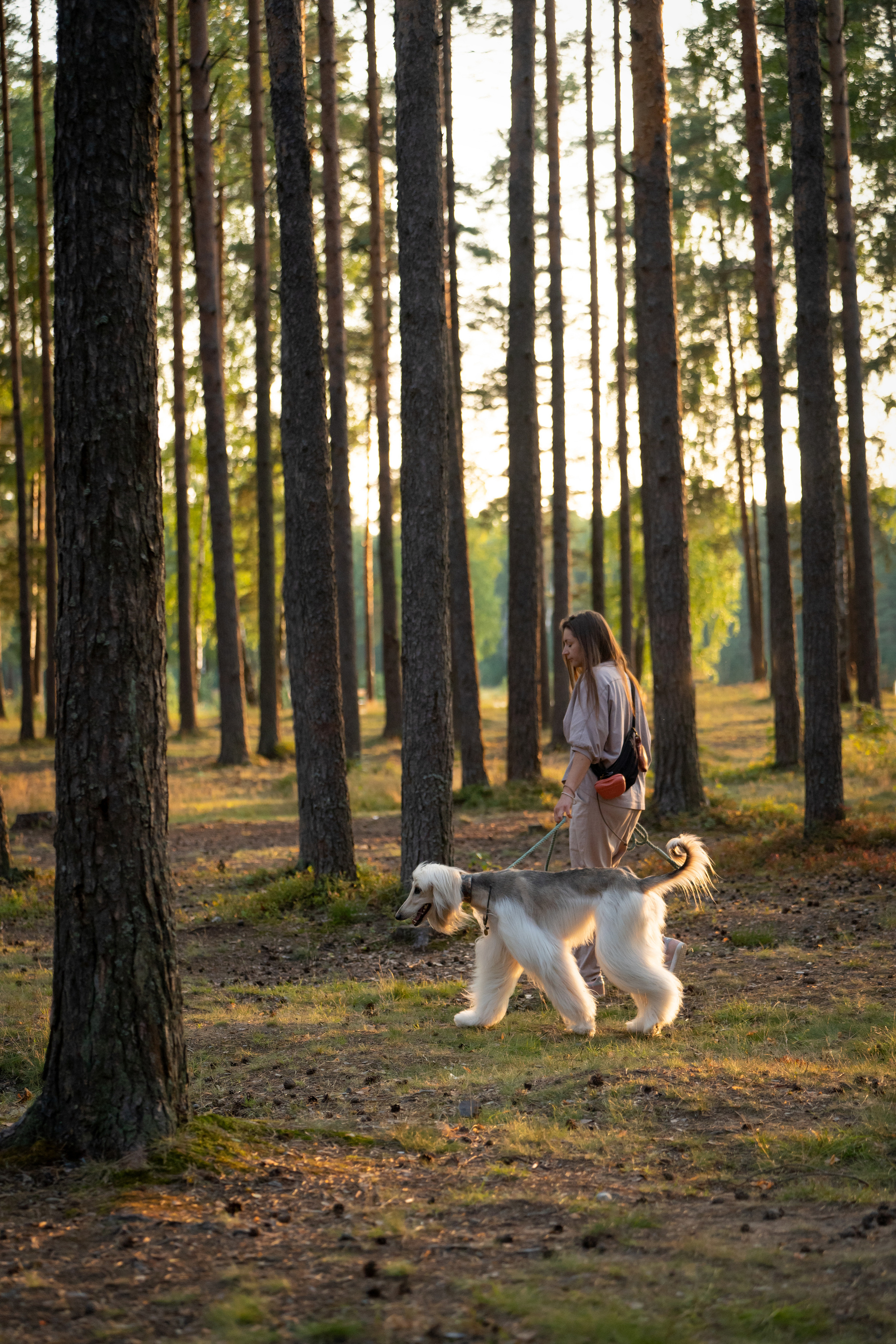 Путь к лесу. Фотограф анималист