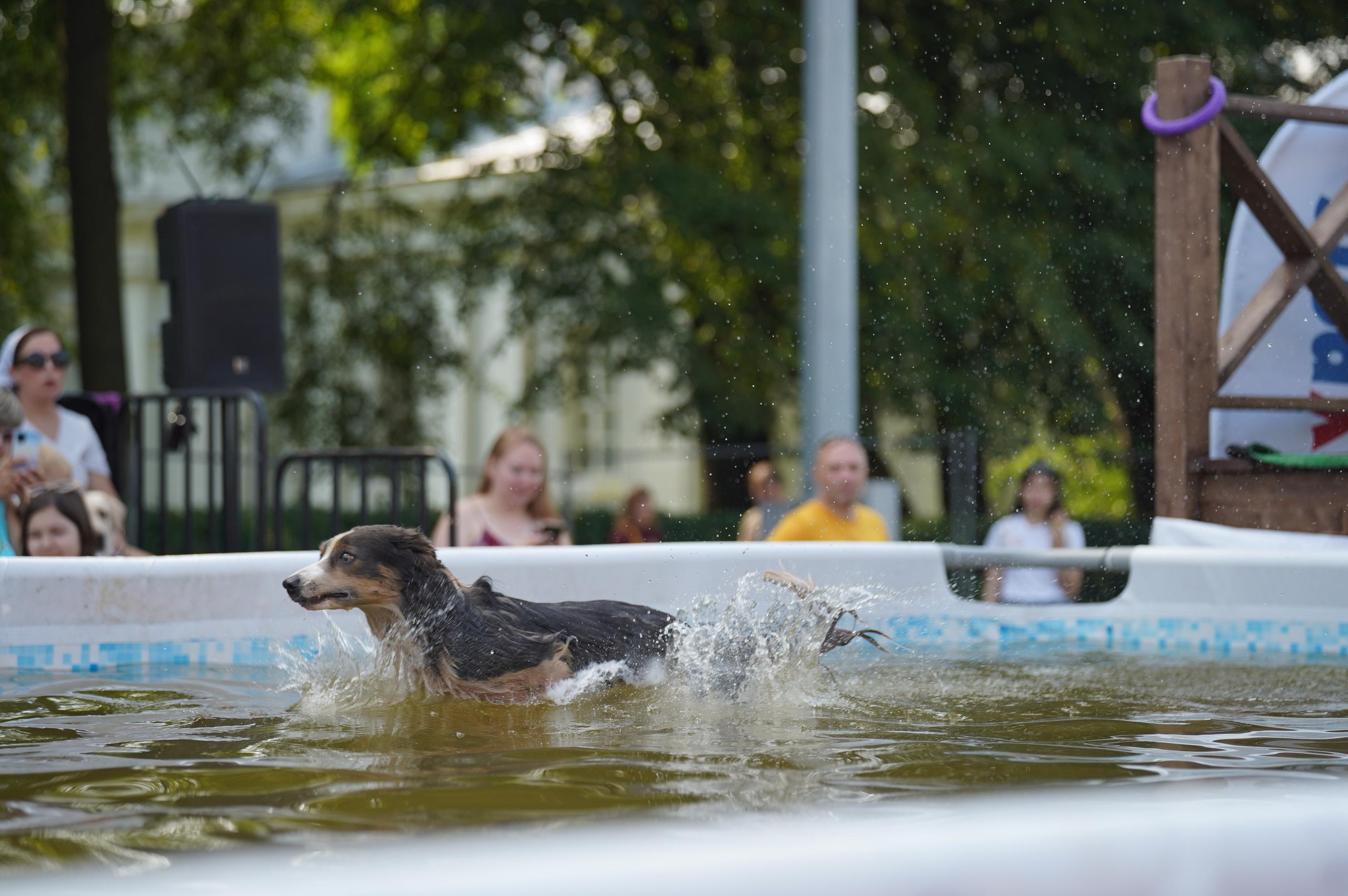 Петшопдей. Фотограф анималист