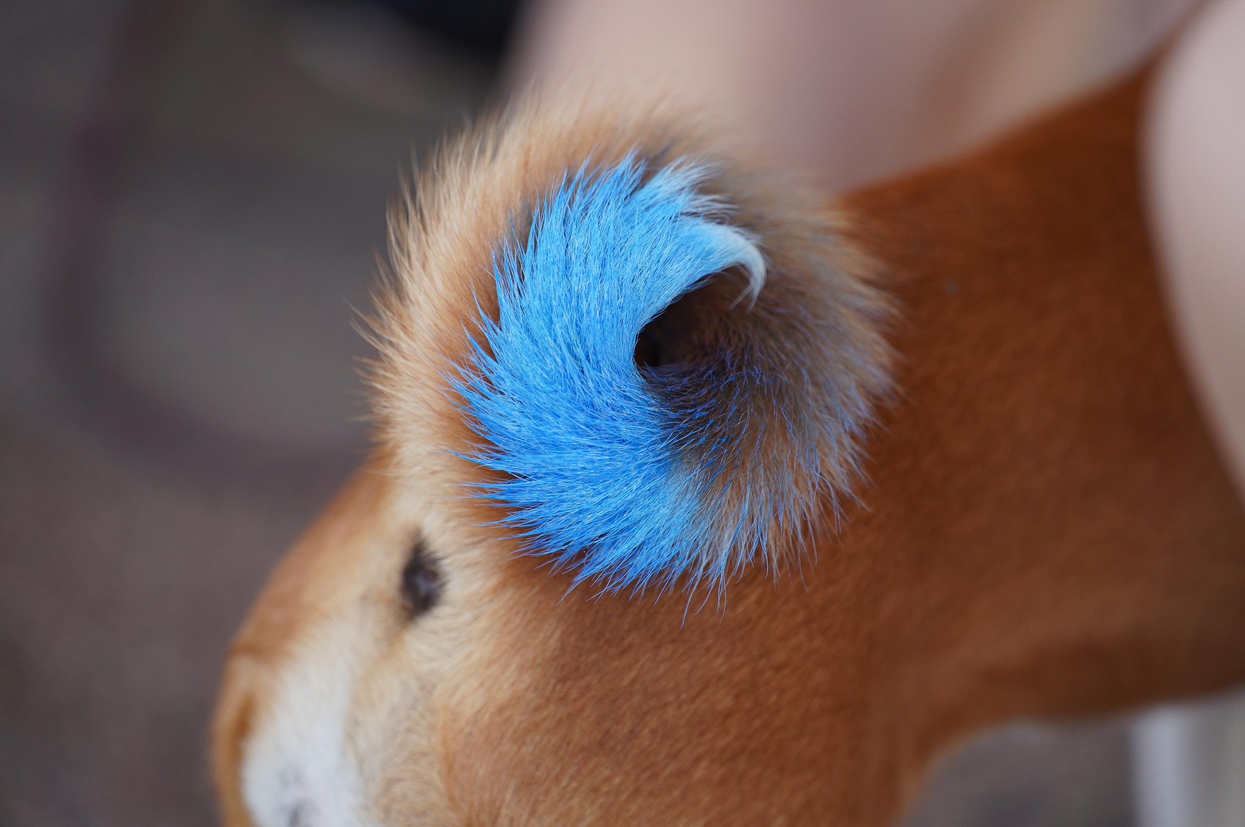 Петшопдей. Фотограф анималист