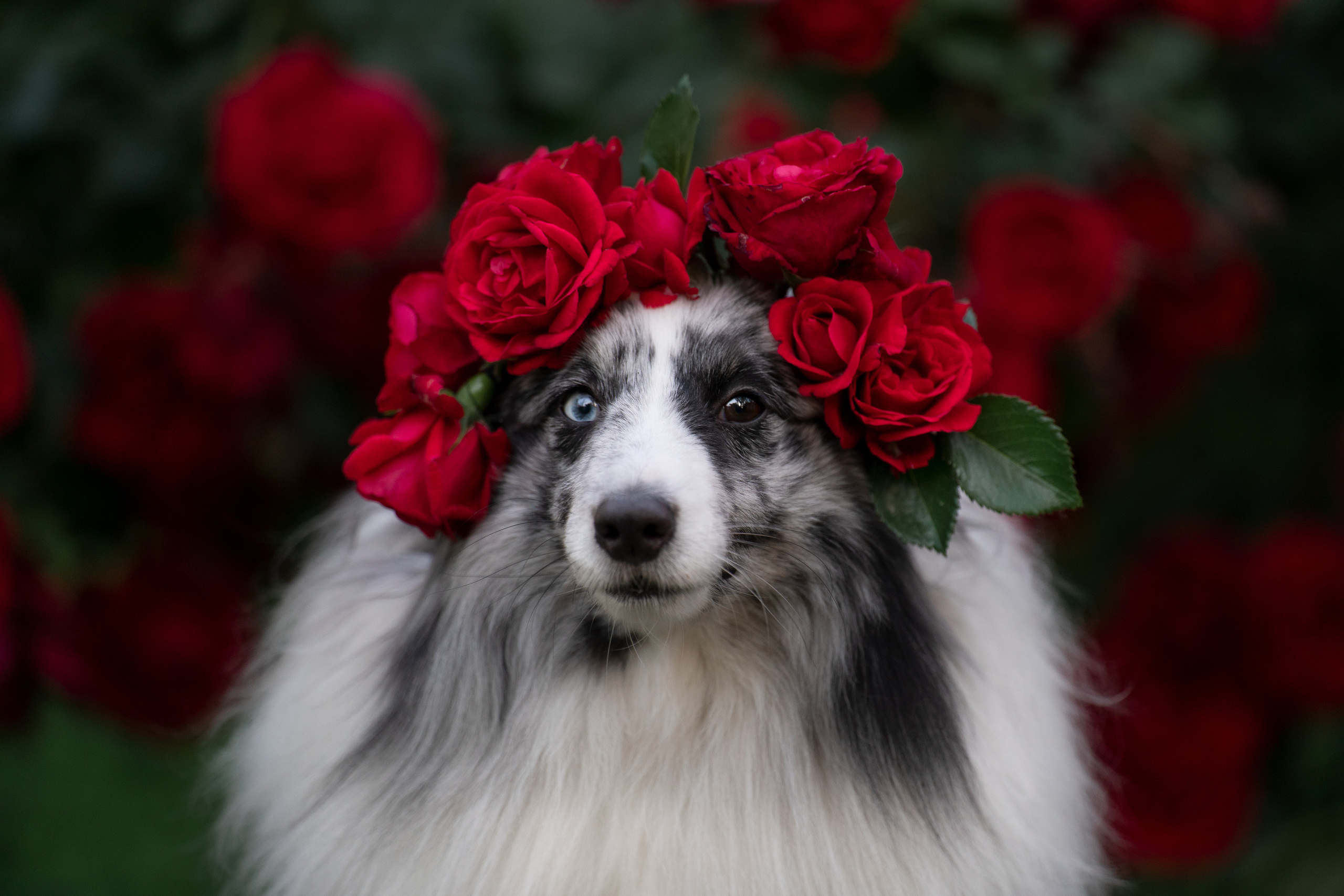 Фотограф анималист