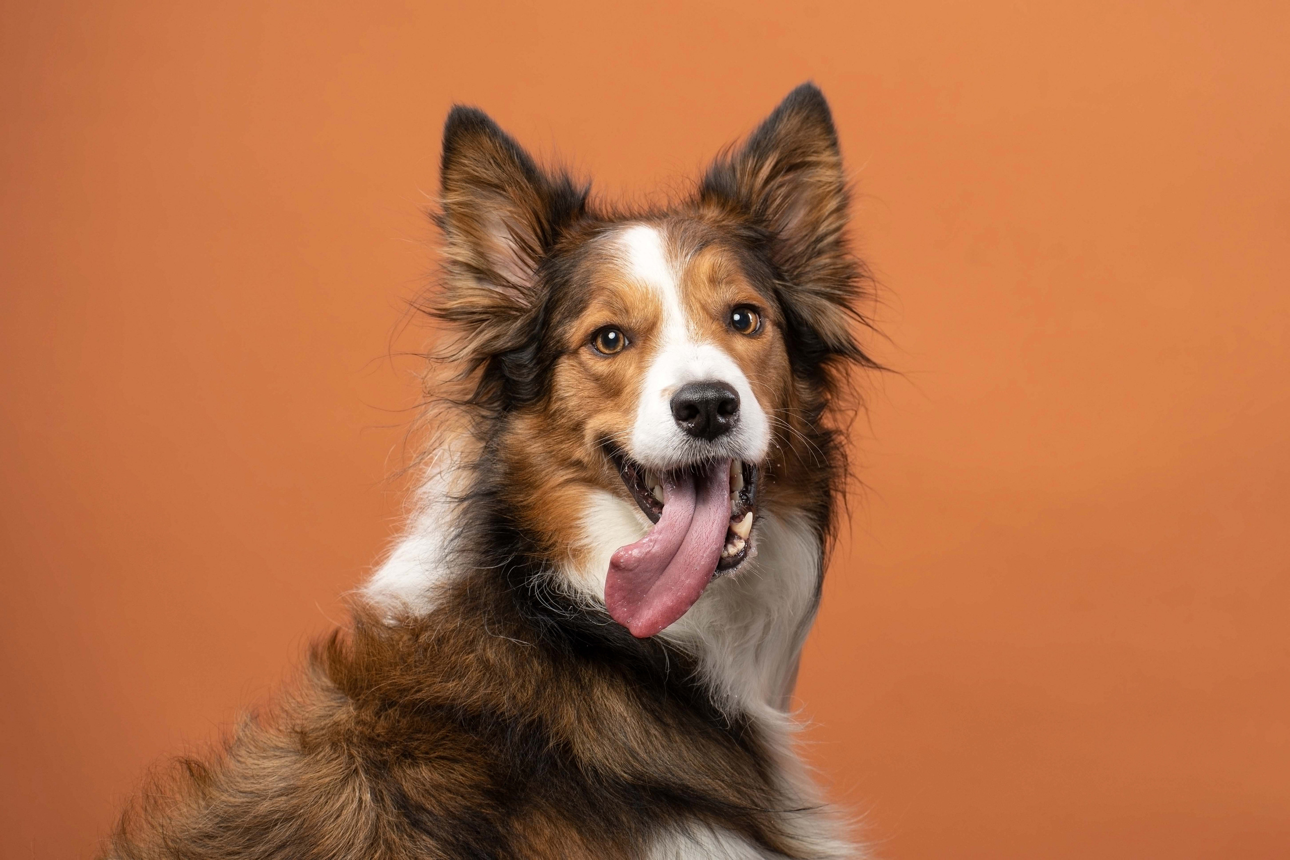 В студии. Фотограф анималист