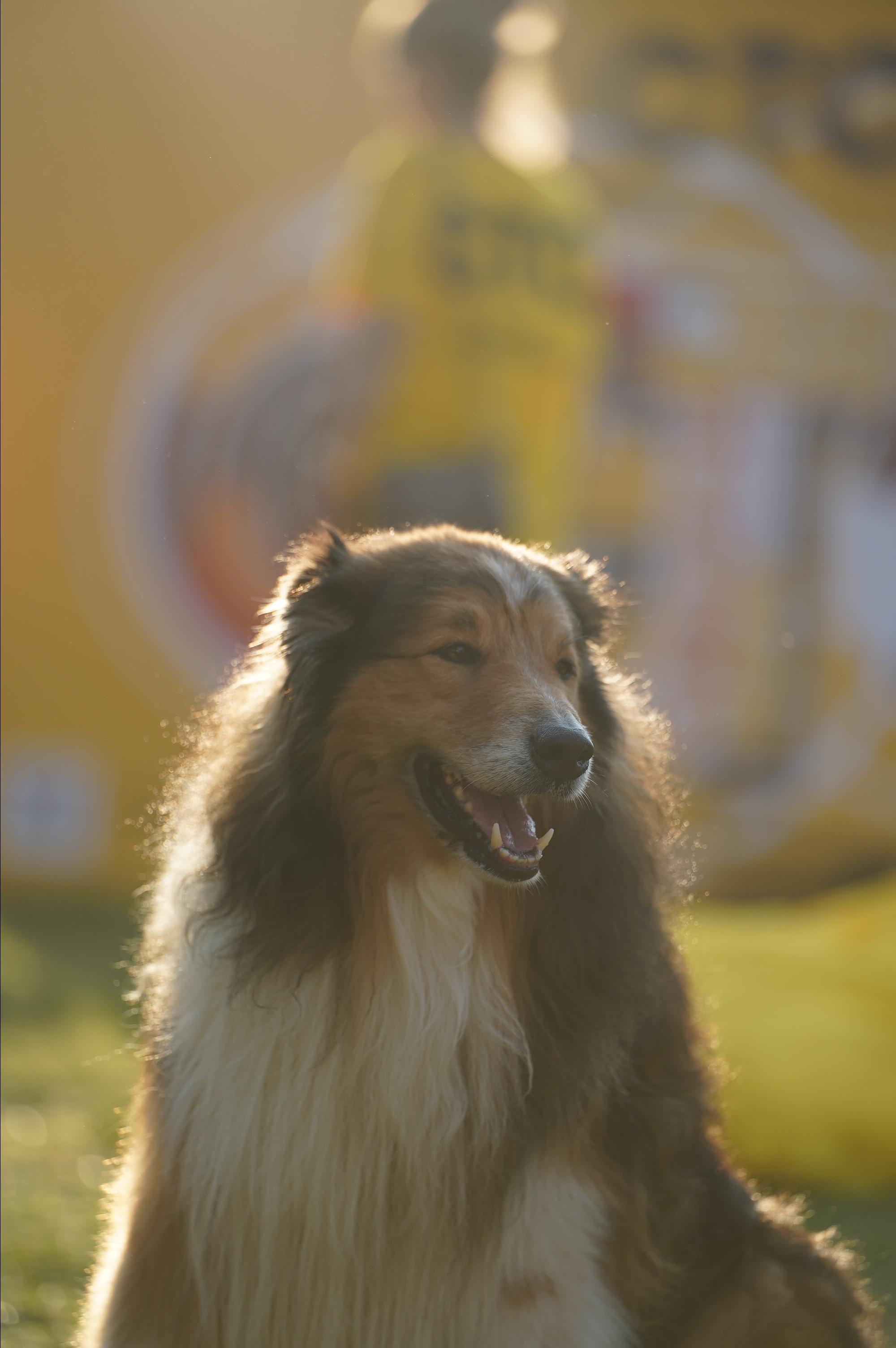 Петшопдей. Фотограф анималист