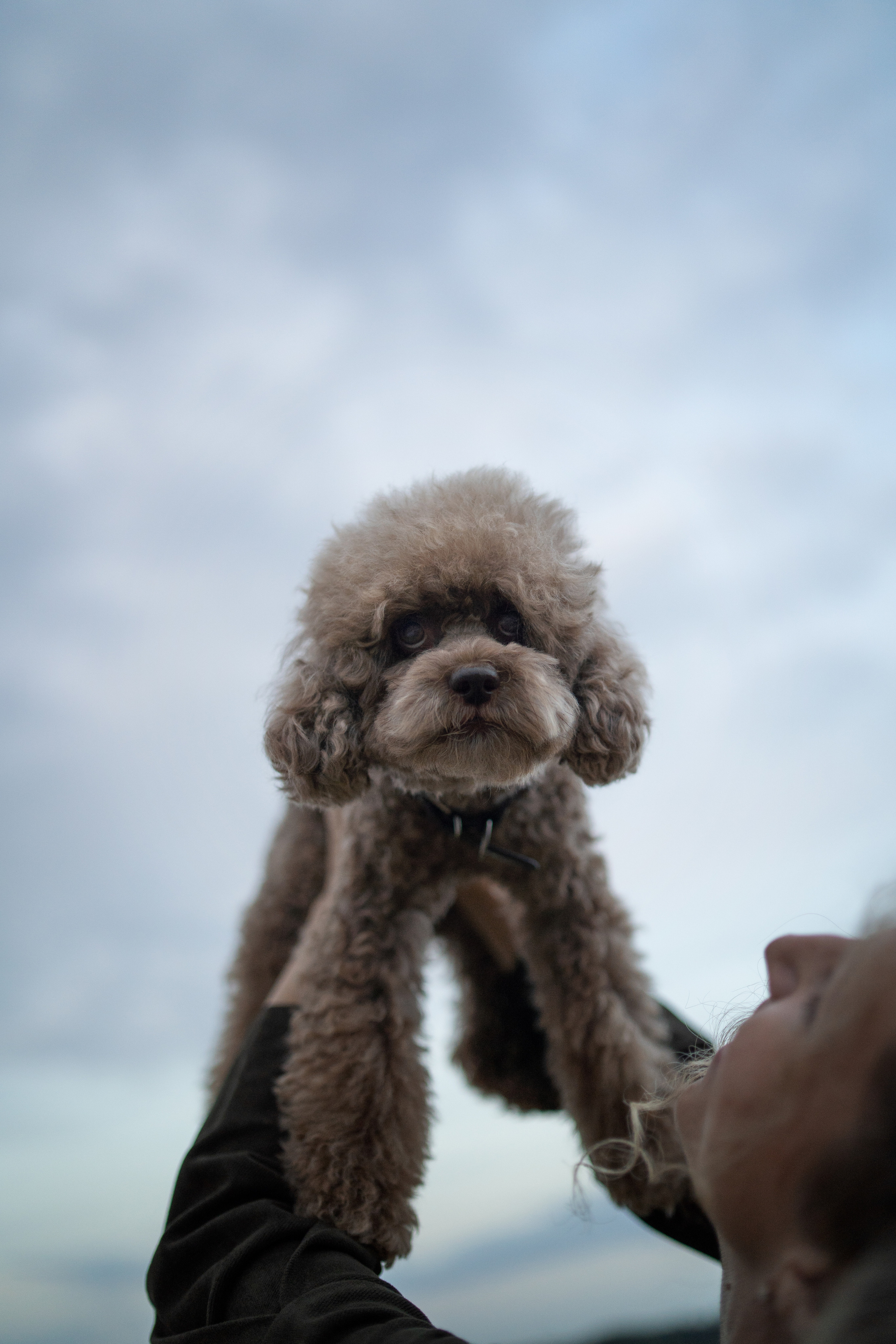Кудрявая семья. Фотограф анималист