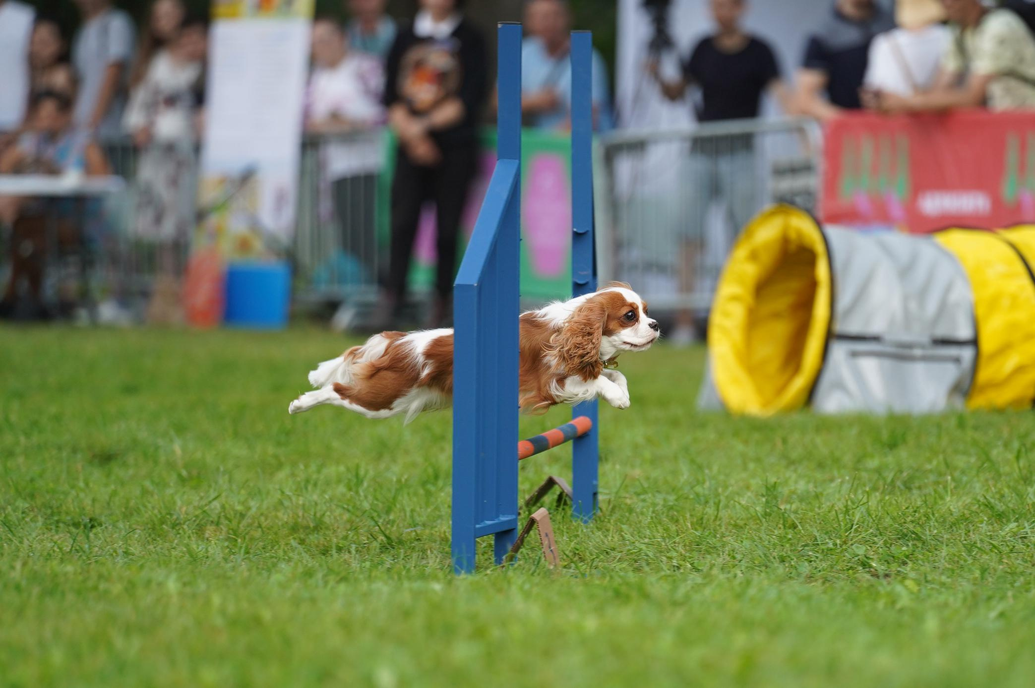 Петшопдей. Фотограф анималист