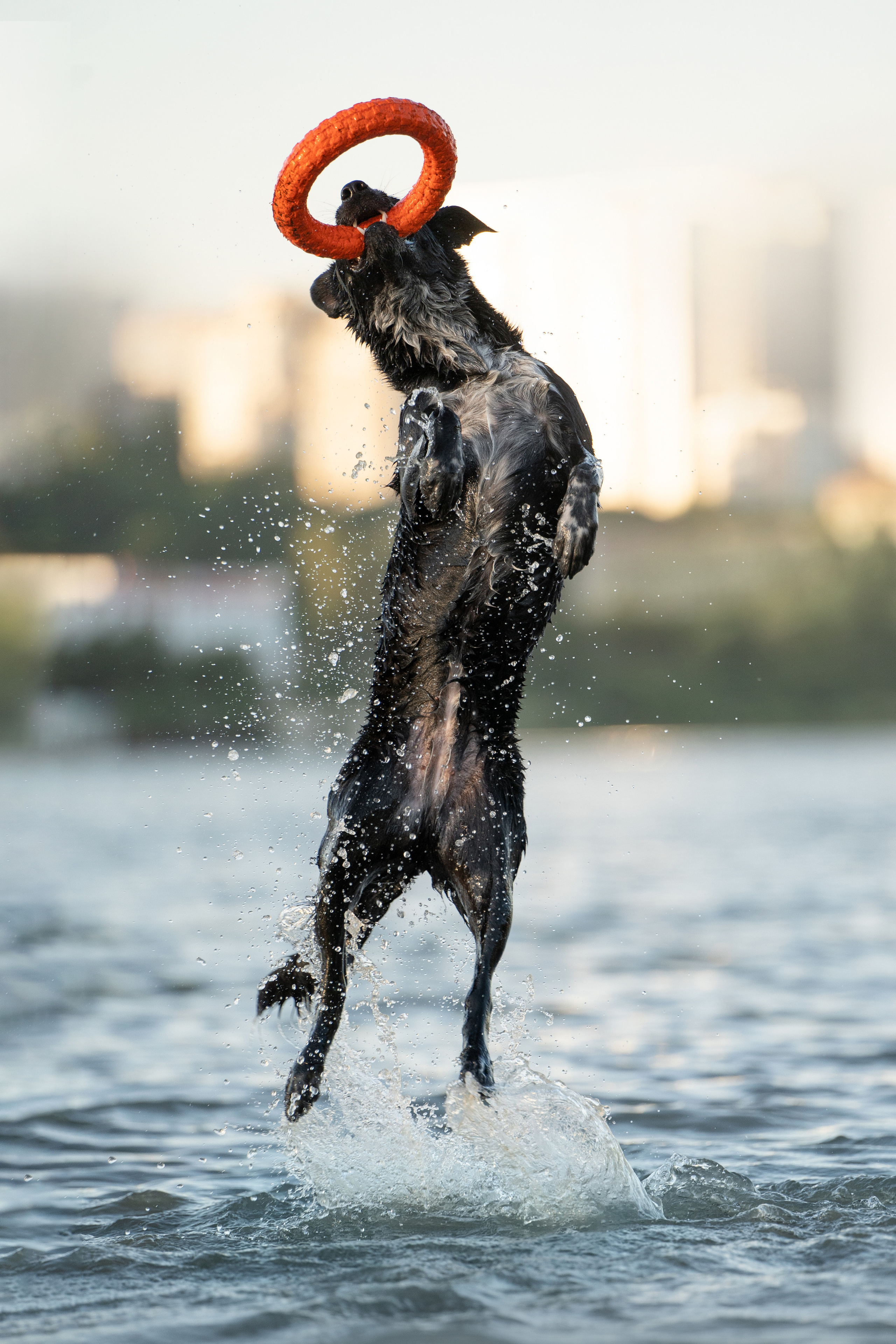 Йота. Фотограф анималист