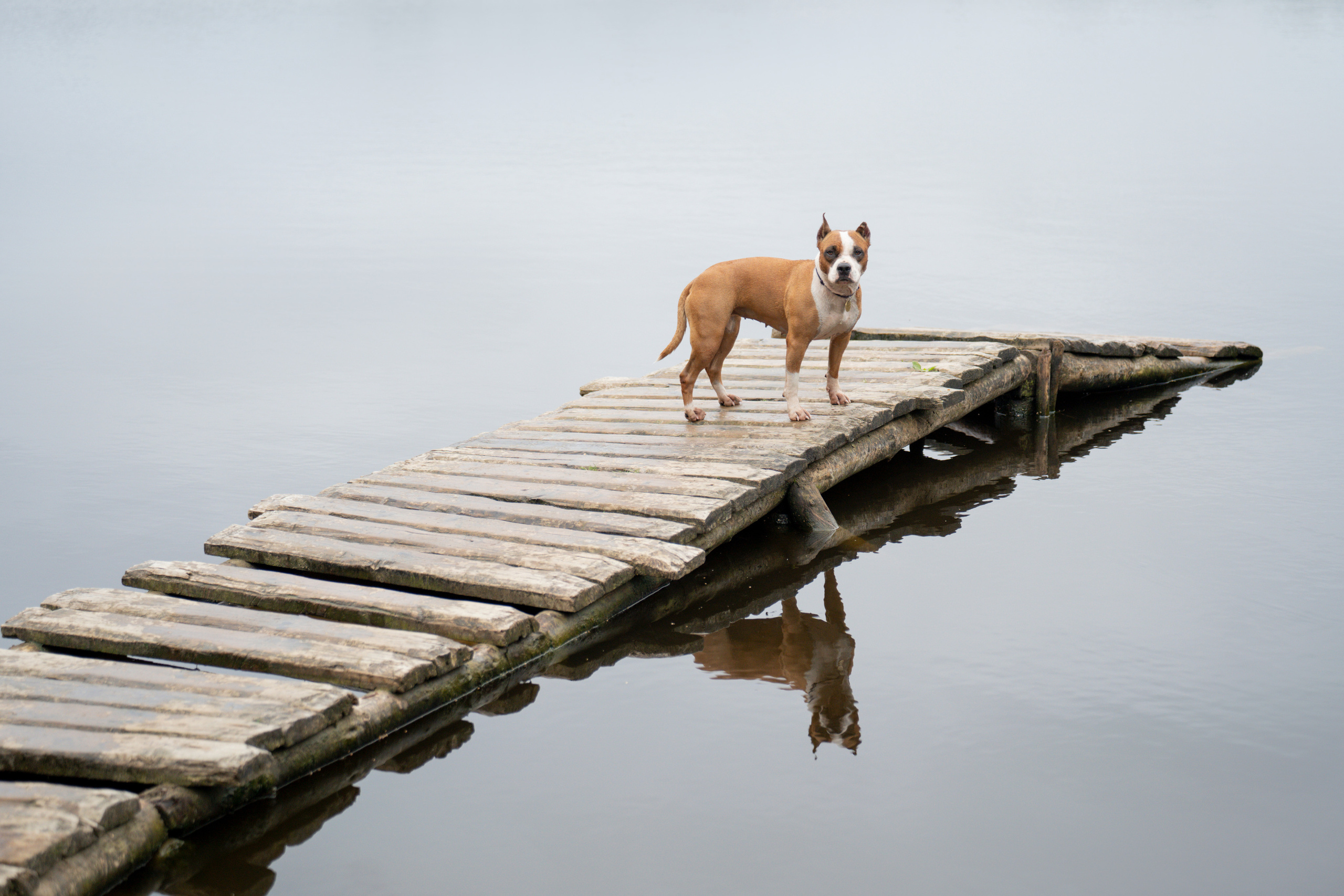 Катя, Антон, Марс и Юта. Фотограф анималист