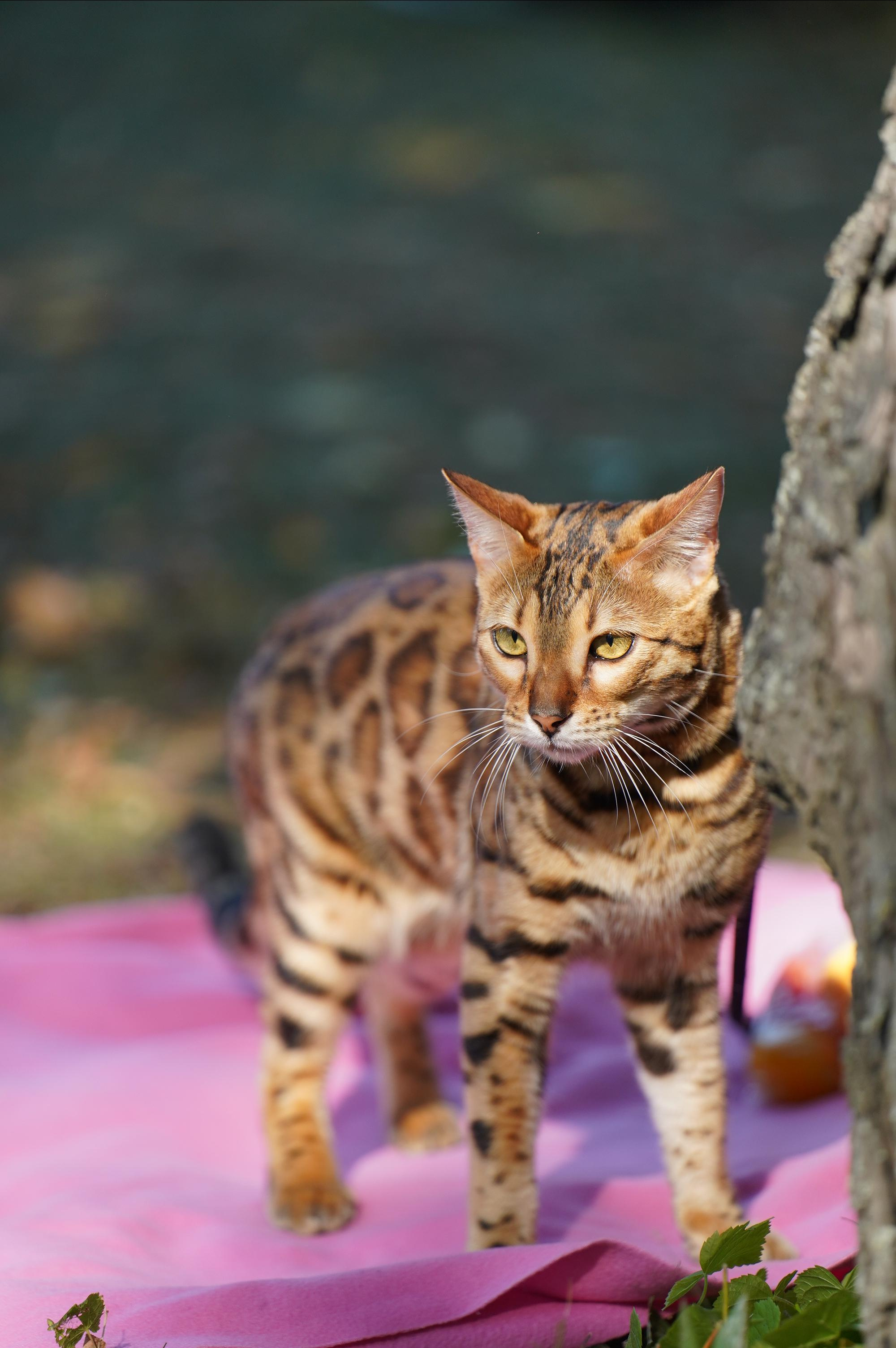 Петшопдей. Фотограф анималист