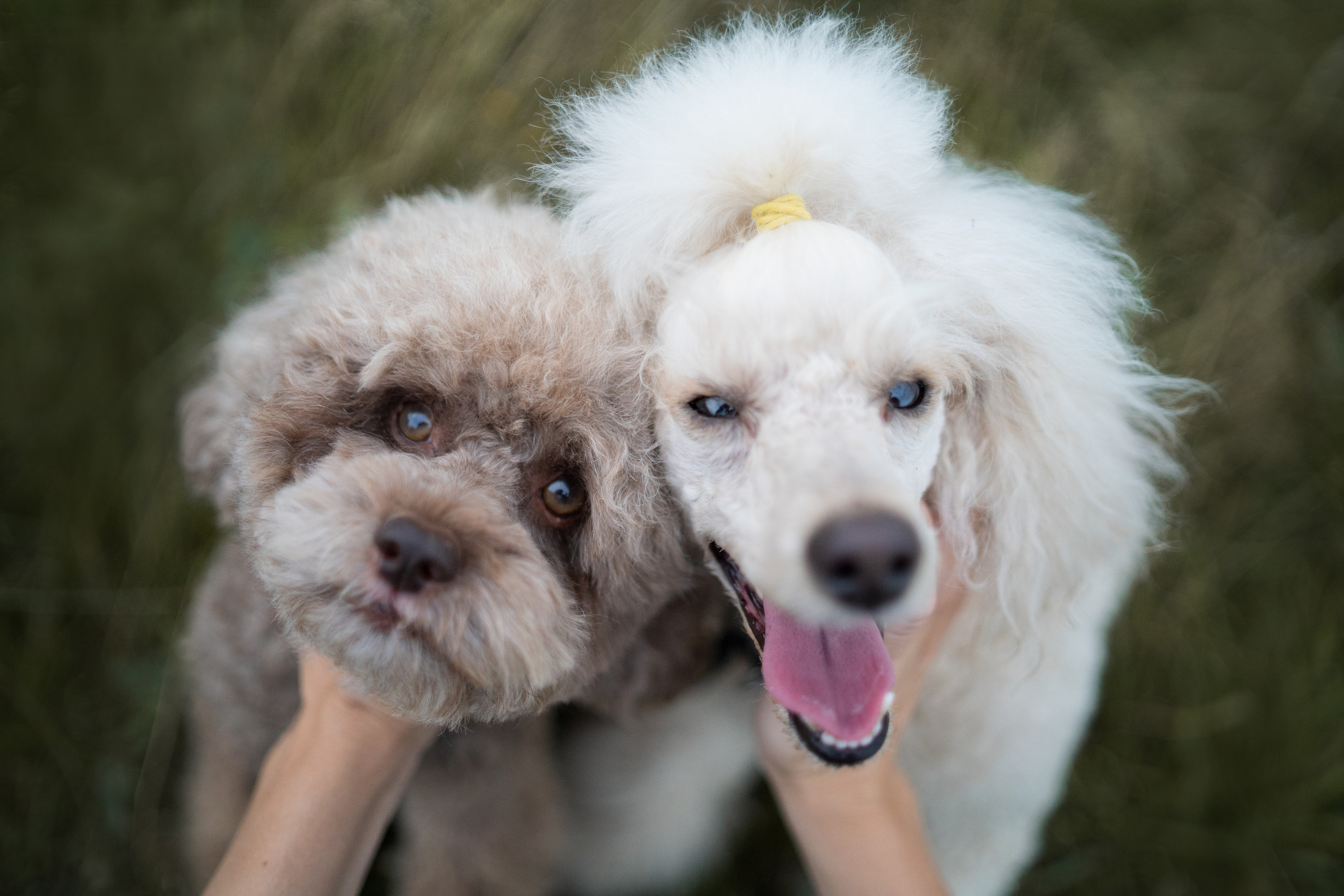 Кудрявая семья. Фотограф анималист