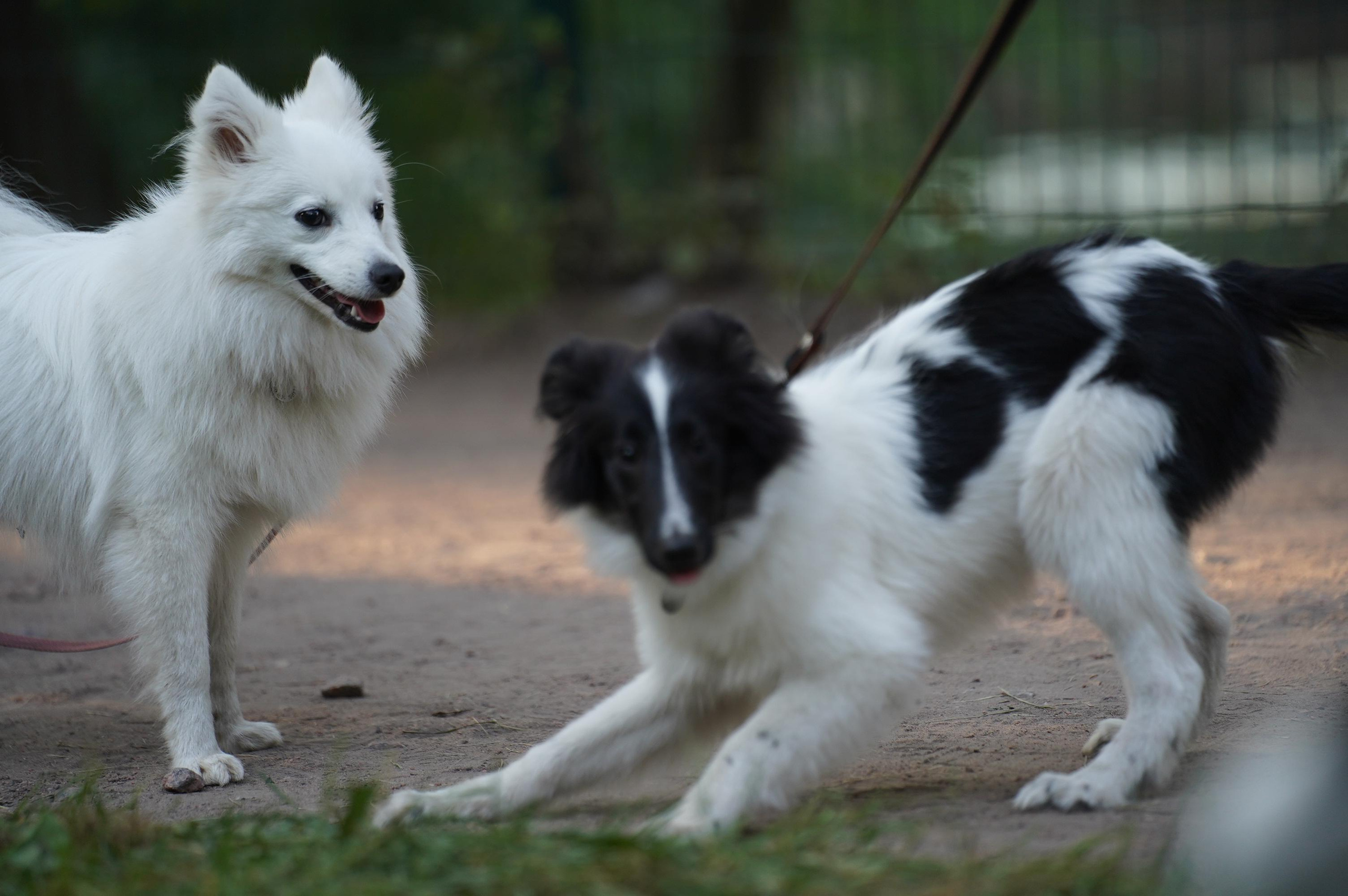Петшопдей. Фотограф анималист