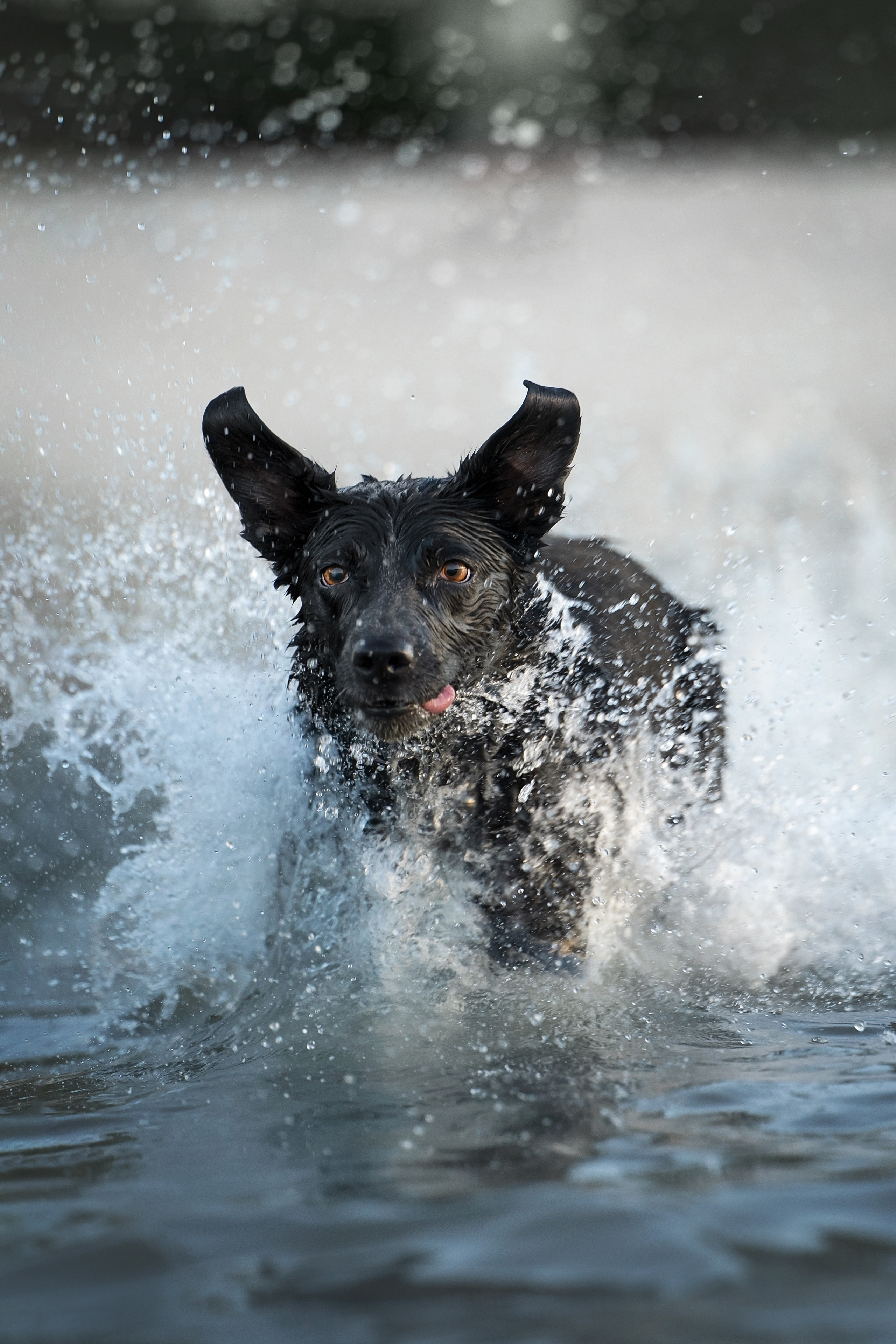 Йота. Фотограф анималист