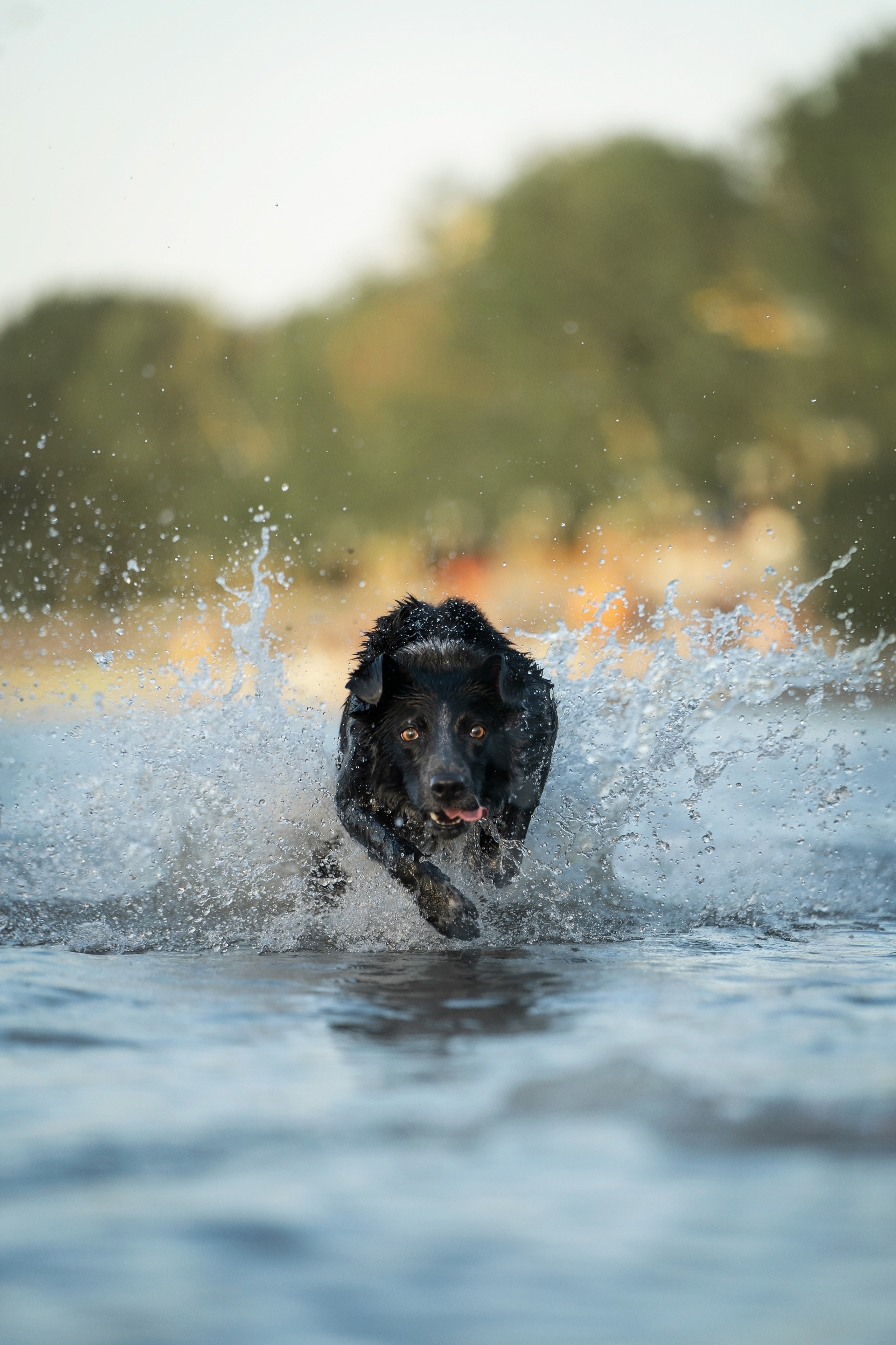Йота. Фотограф анималист