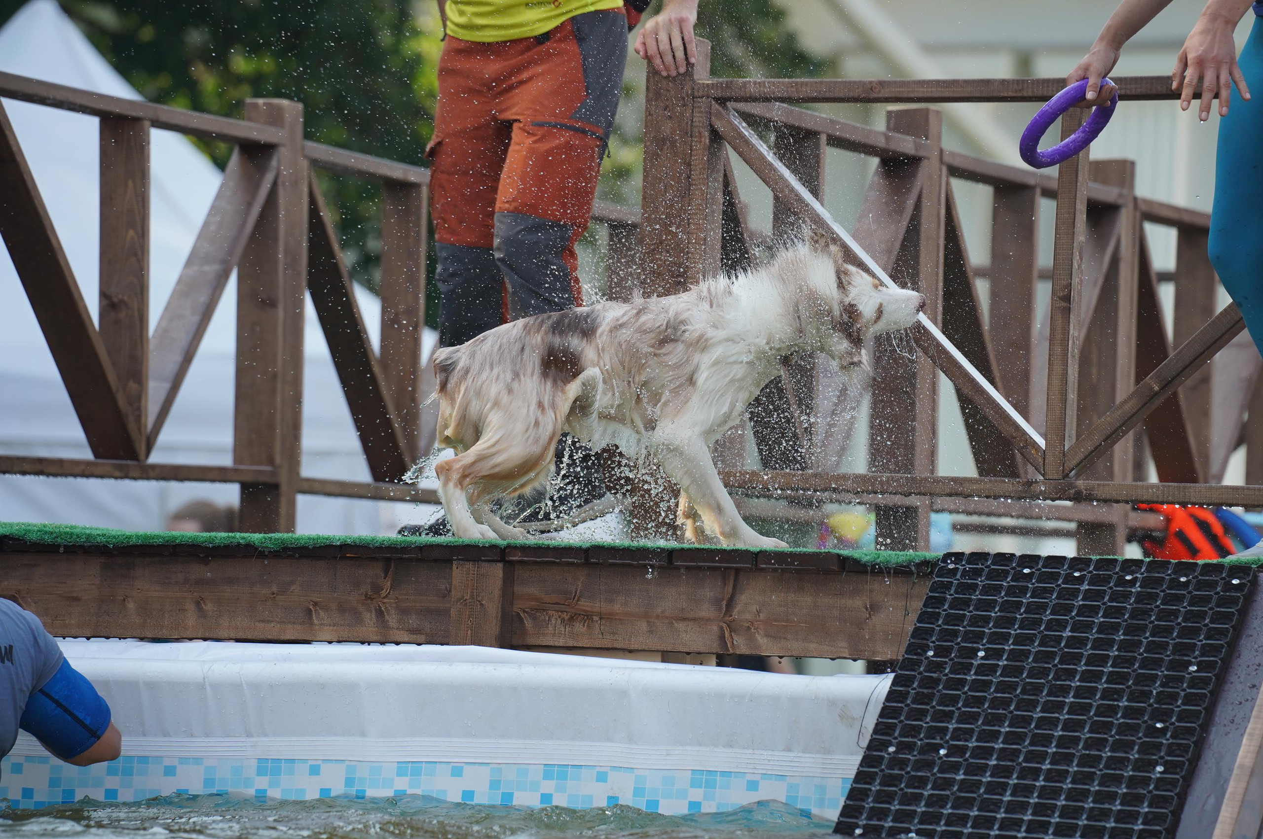 Петшопдей. Фотограф анималист