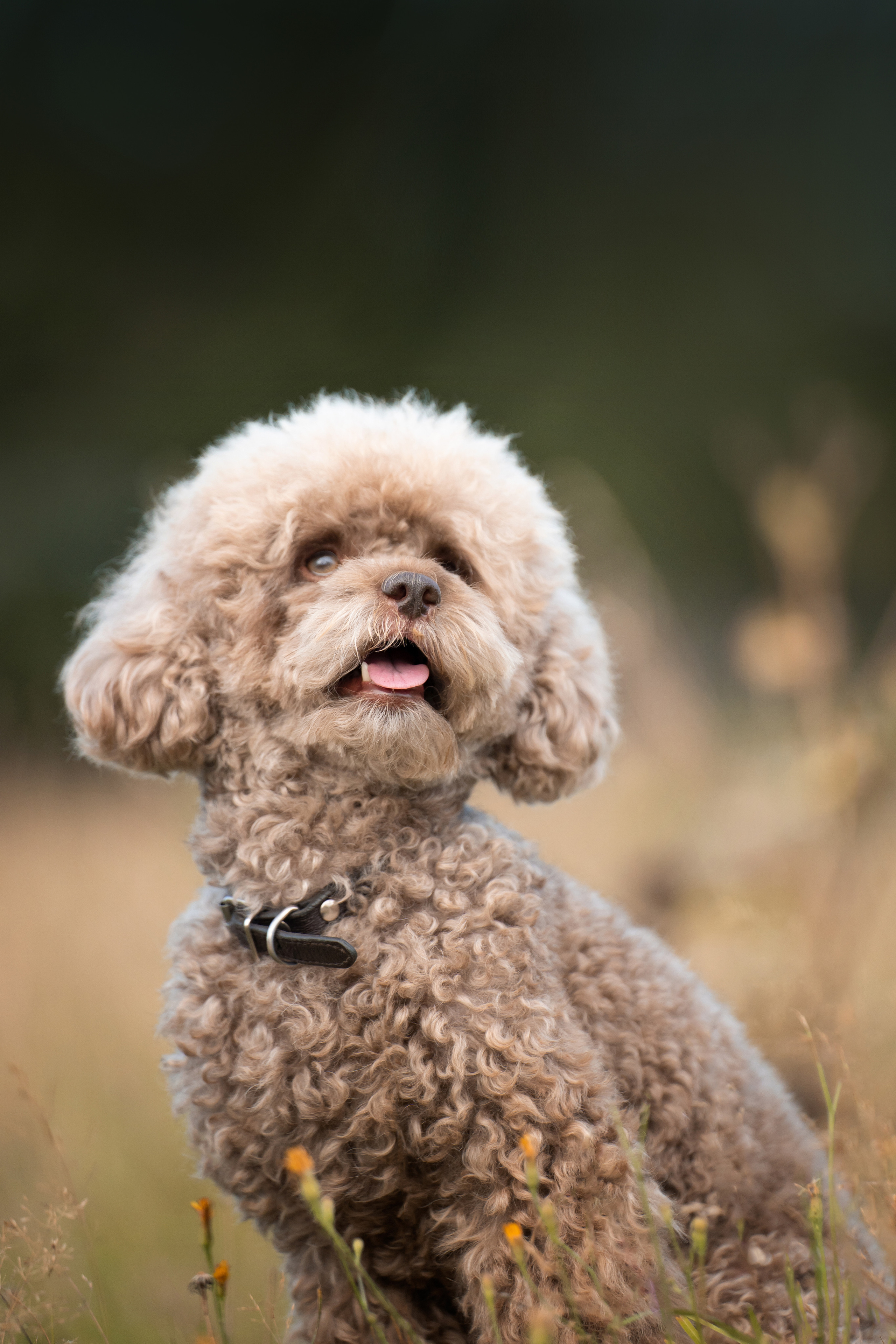 Кудрявая семья. Фотограф анималист