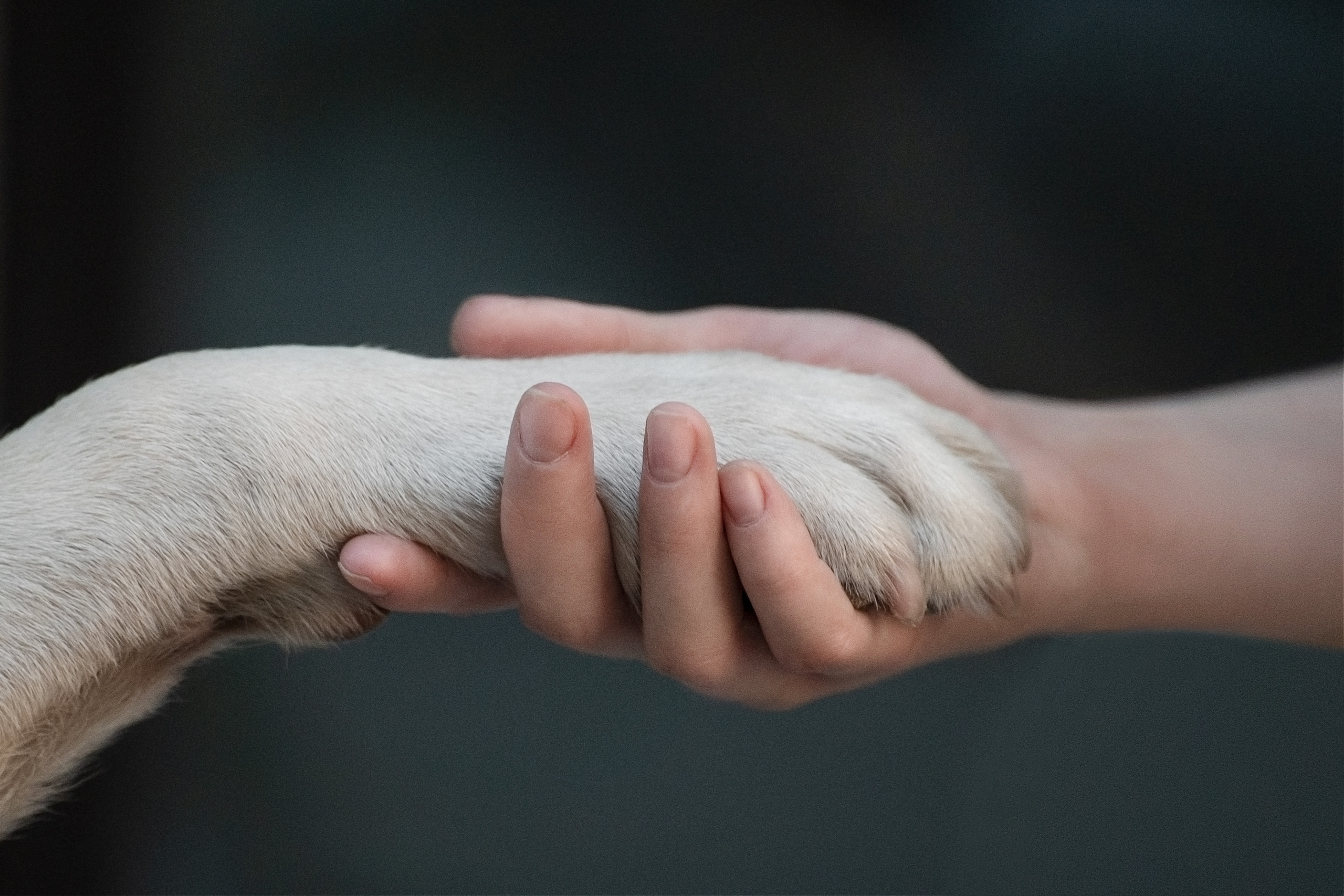 Наташа и Чарли. Фотограф анималист