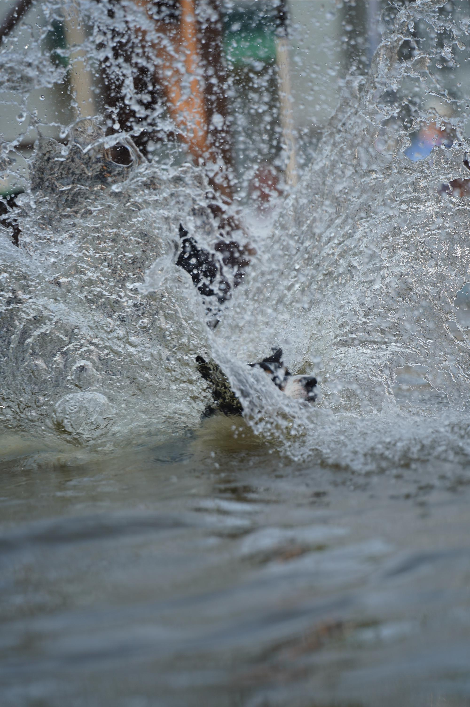 Петшопдей. Фотограф анималист