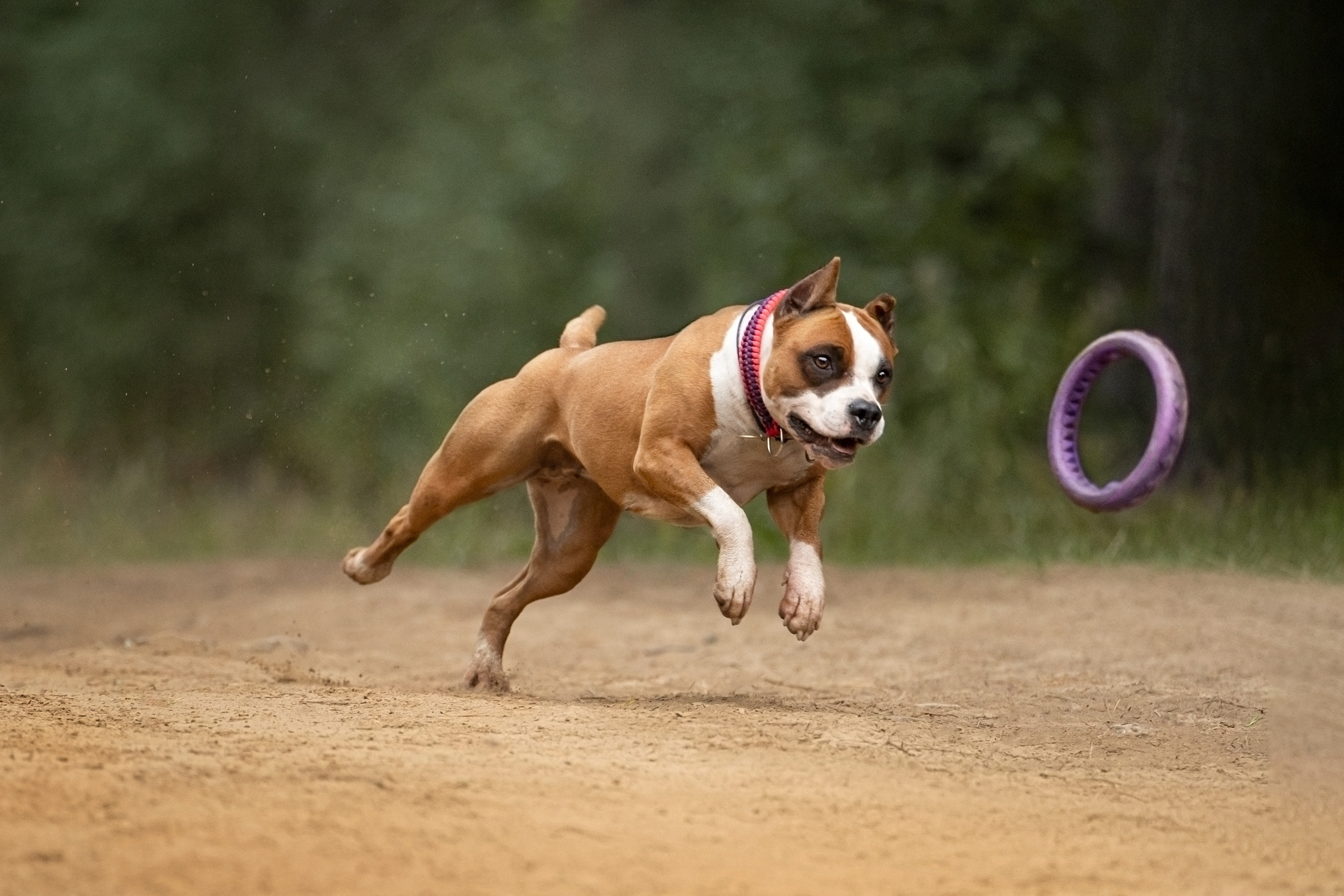Катя, Антон, Марс и Юта. Фотограф анималист
