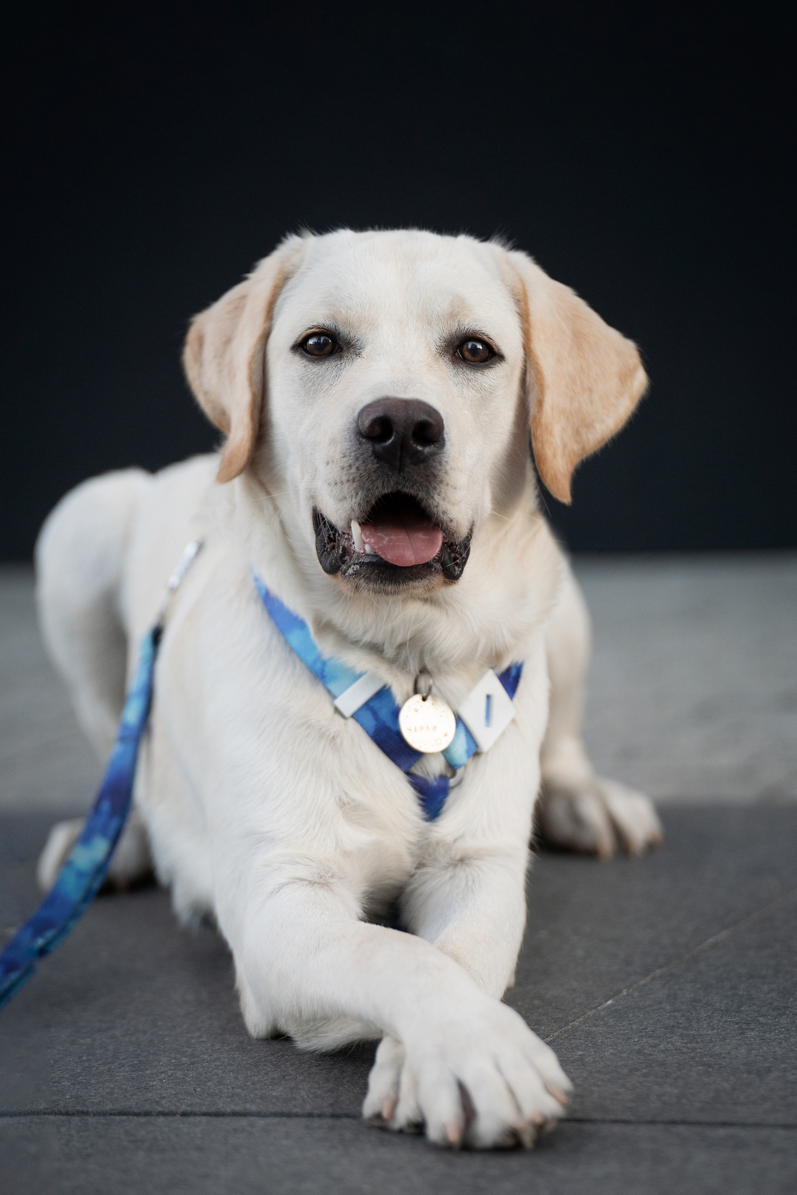 Наташа и Чарли. Фотограф анималист