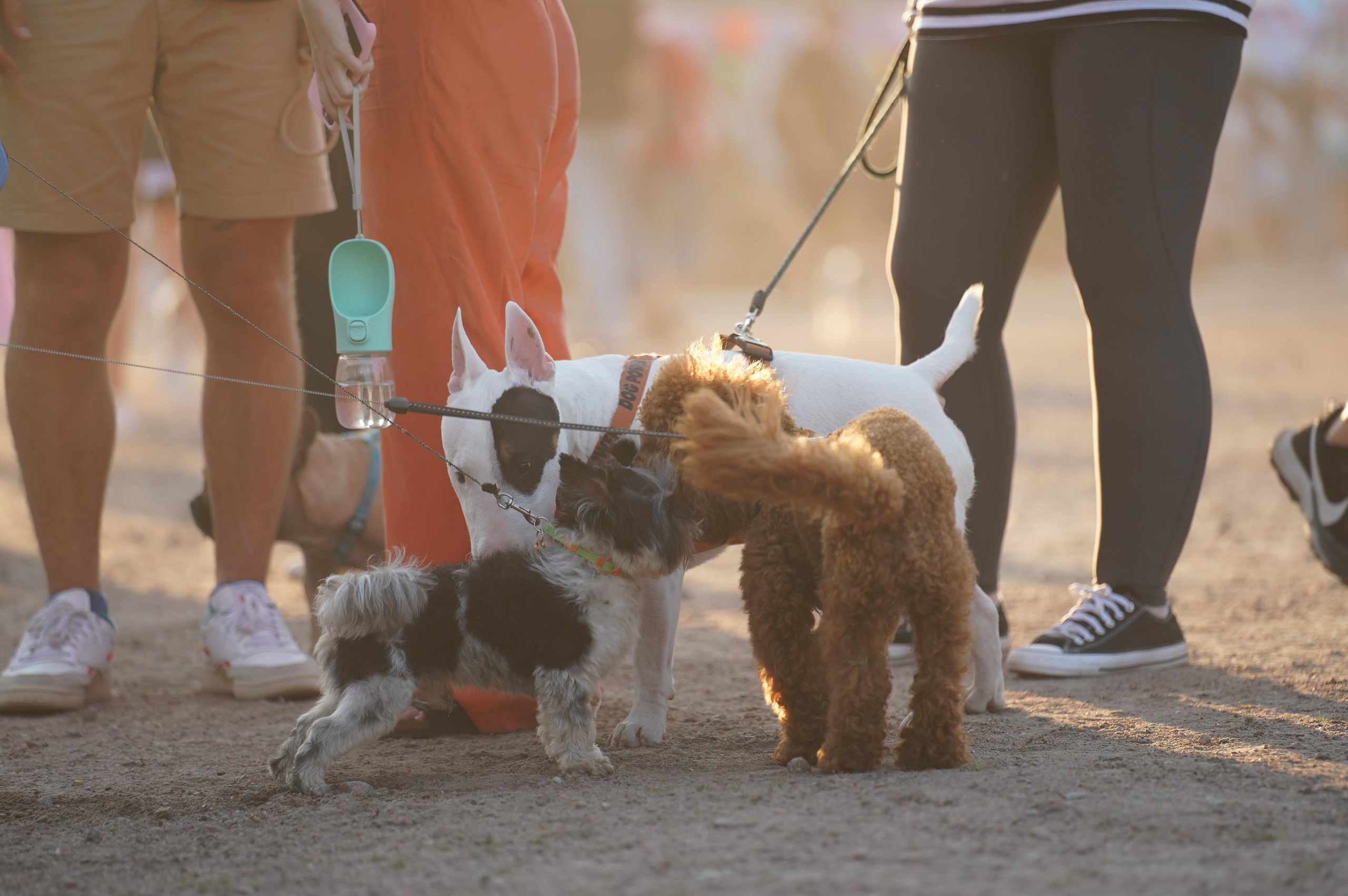 Петшопдей. Фотограф анималист