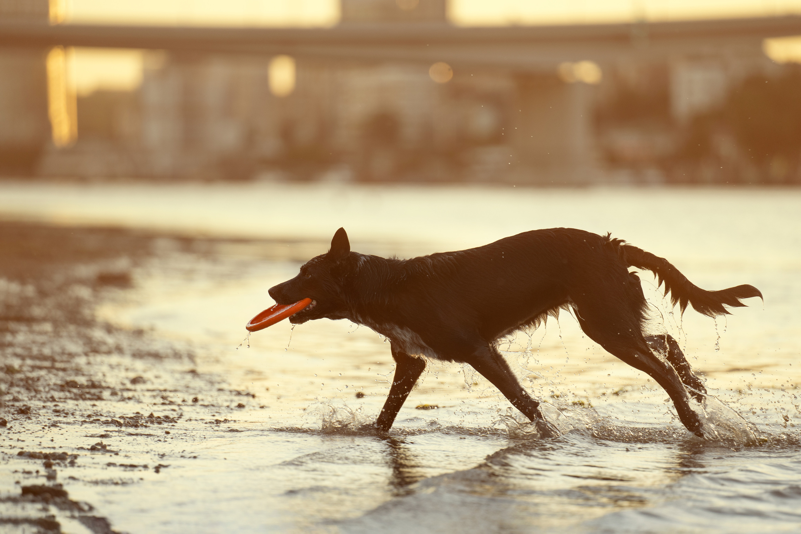 Йота. Фотограф анималист