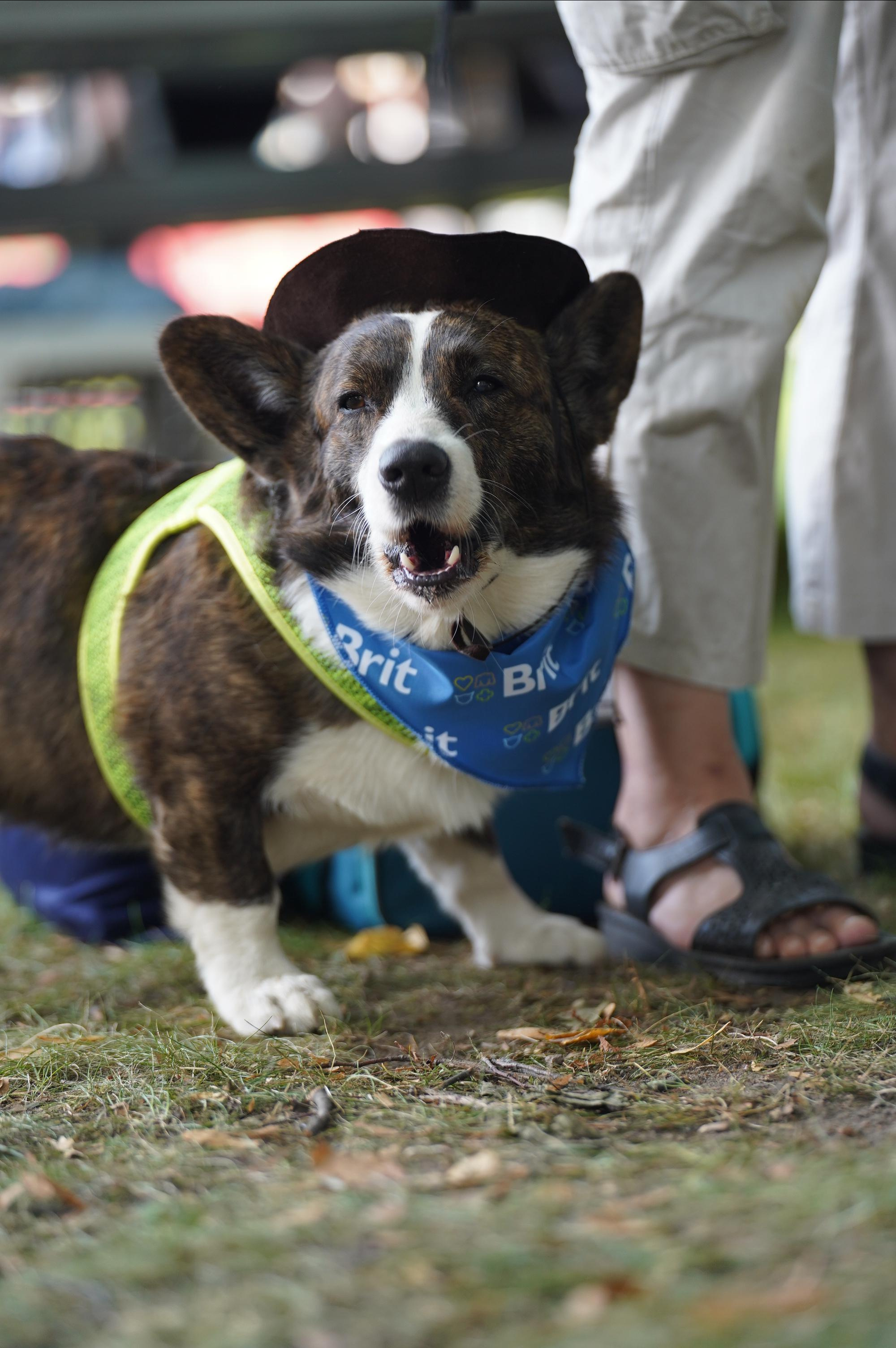 Петшопдей. Фотограф анималист