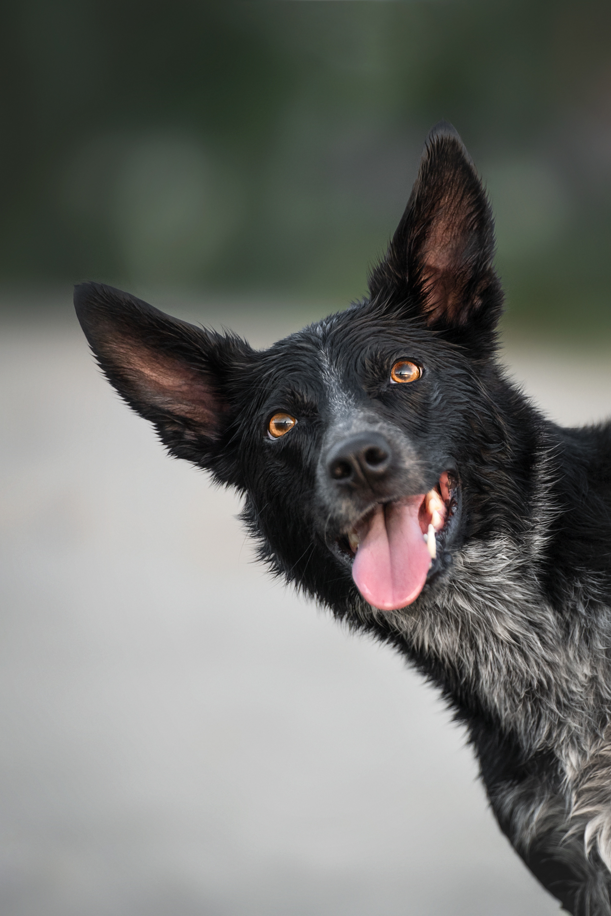 Йота. Фотограф анималист