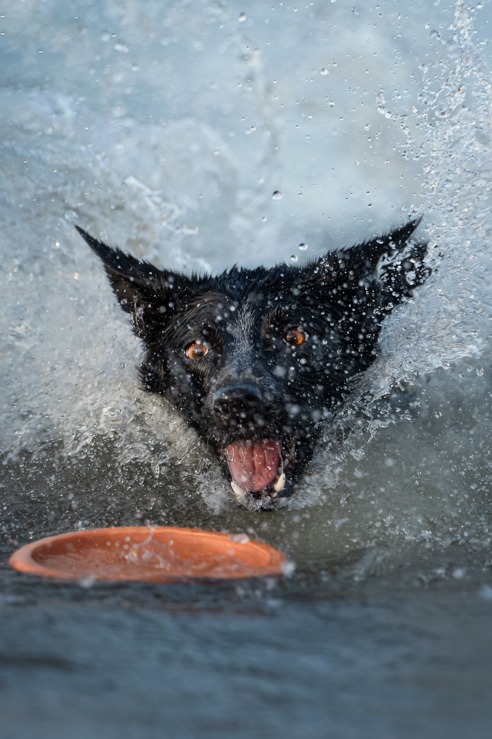 Йота. Фотограф анималист