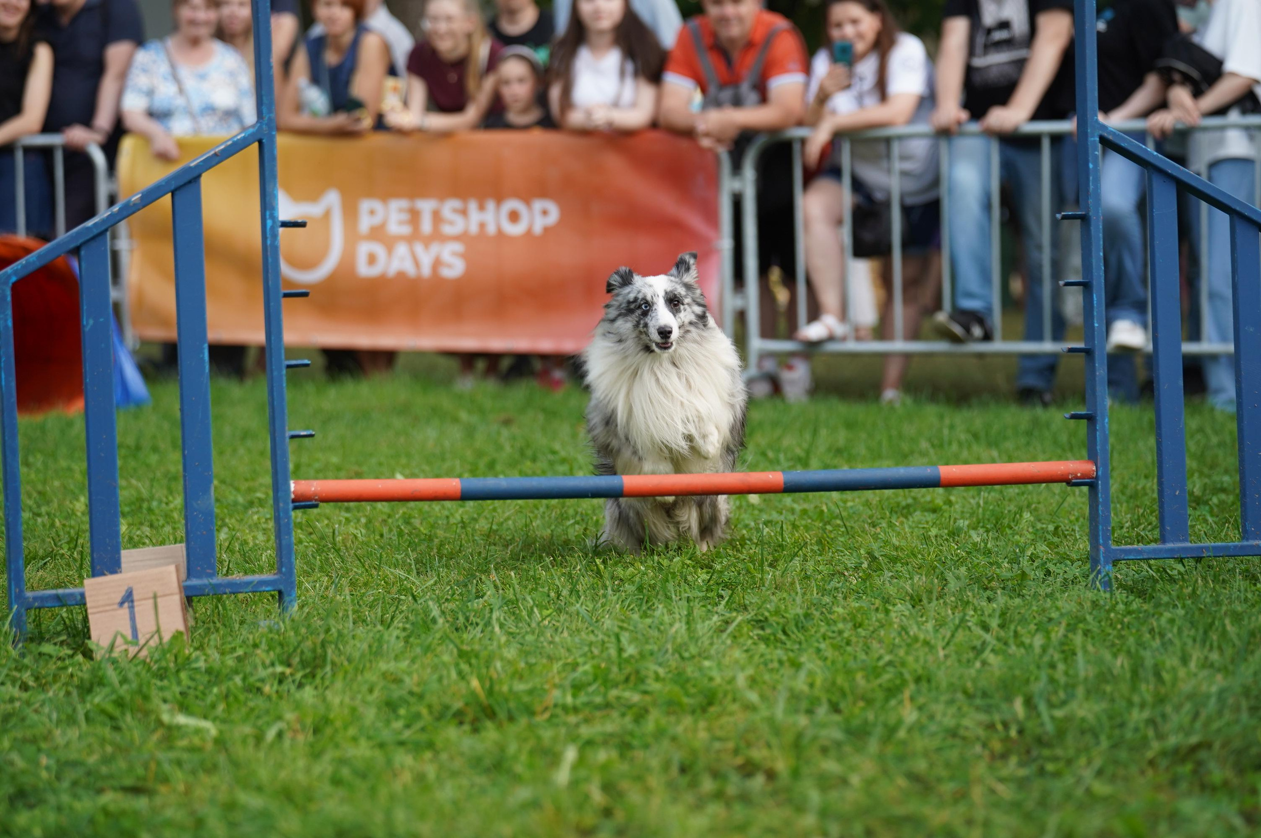 Петшопдей. Фотограф анималист
