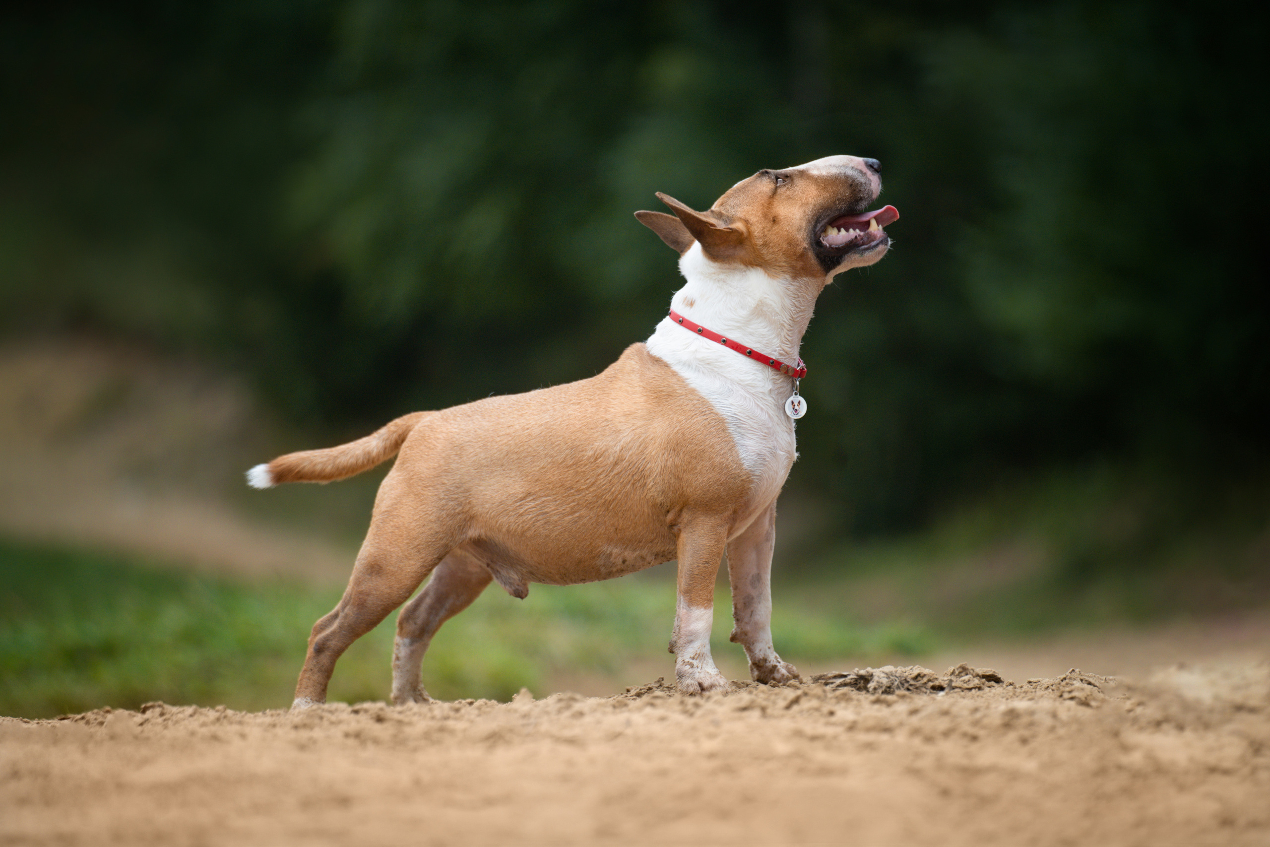 Яна и Юни. Фотограф анималист