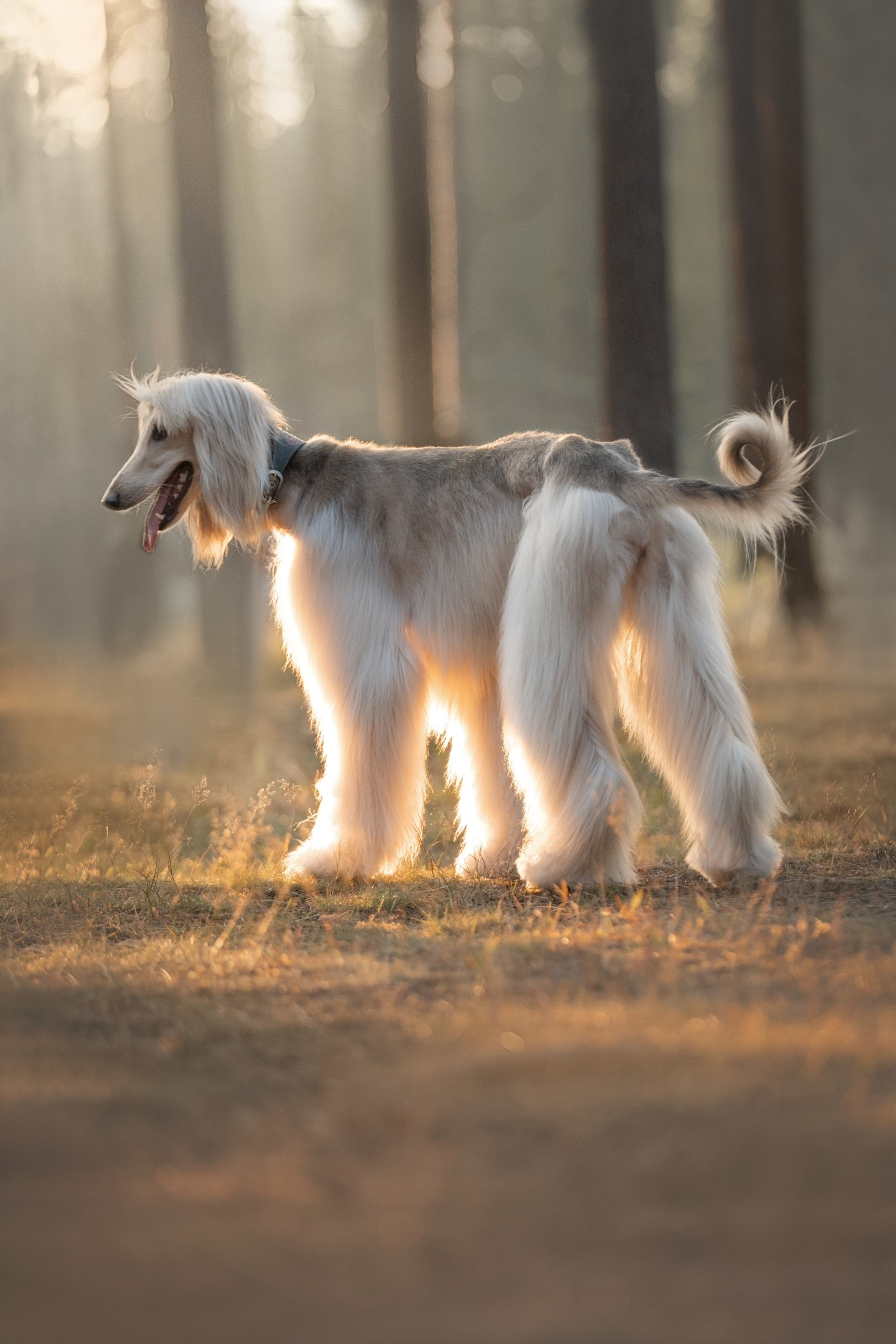 Путь к лесу. Фотограф анималист