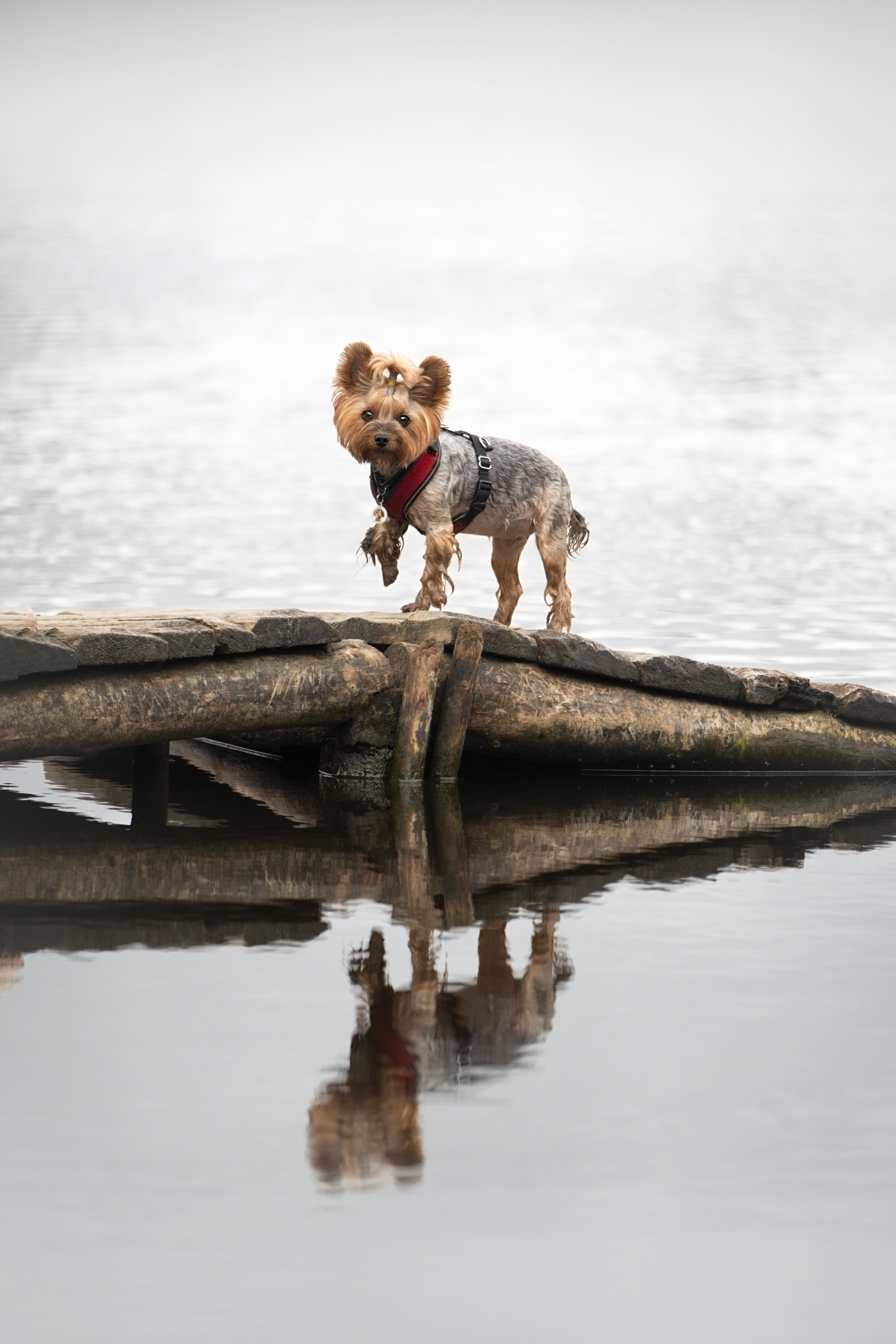 Яна и Юни. Фотограф анималист