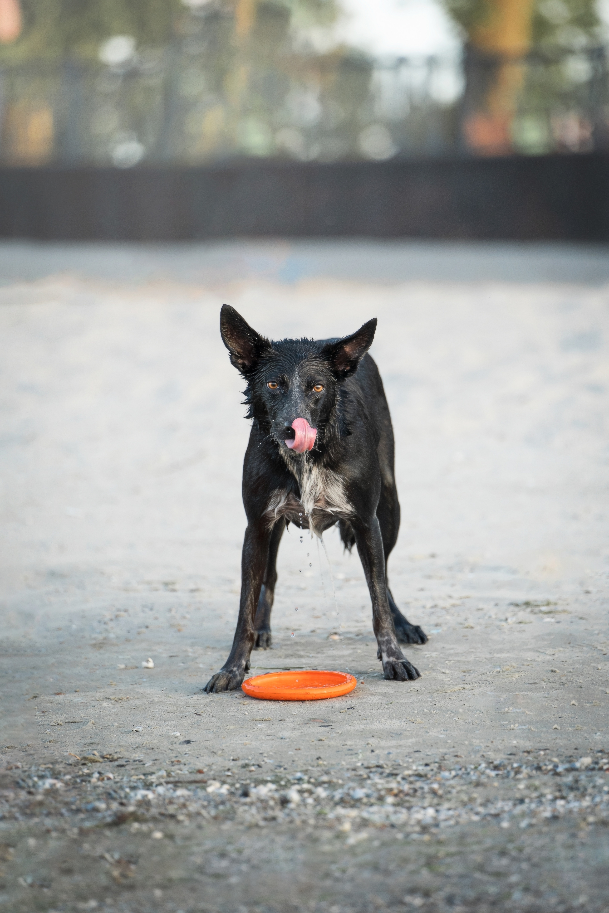 Йота. Фотограф анималист