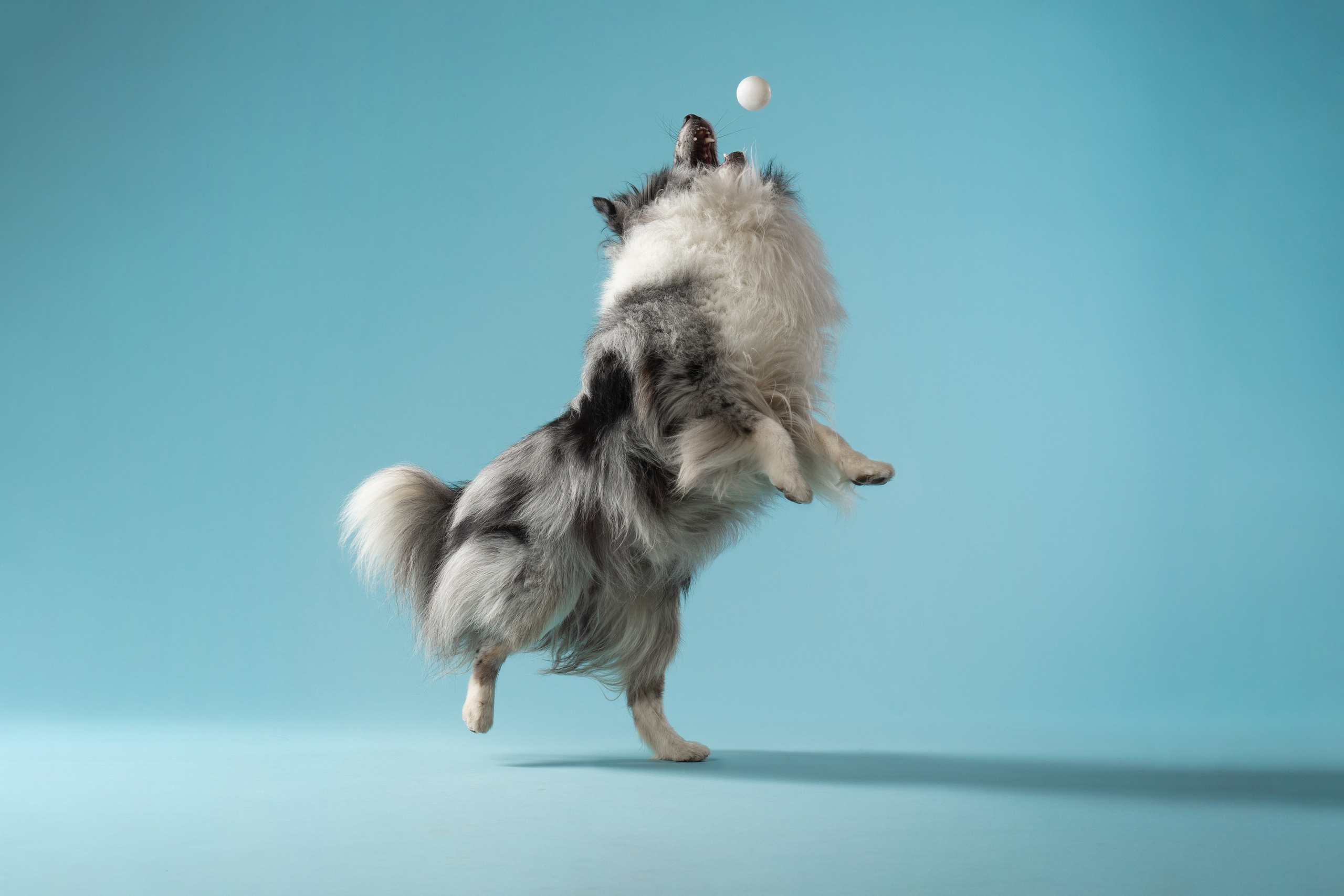 В студии. Фотограф анималист