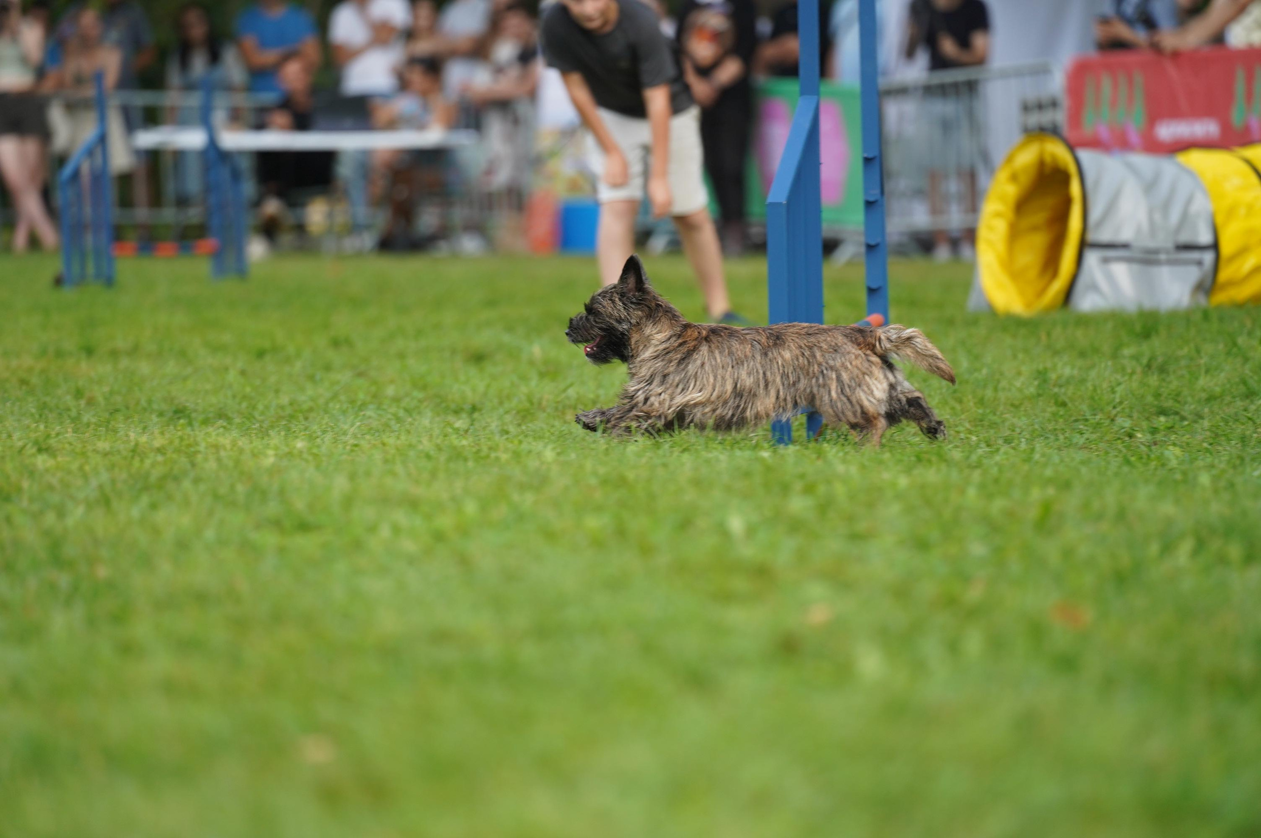 Петшопдей. Фотограф анималист