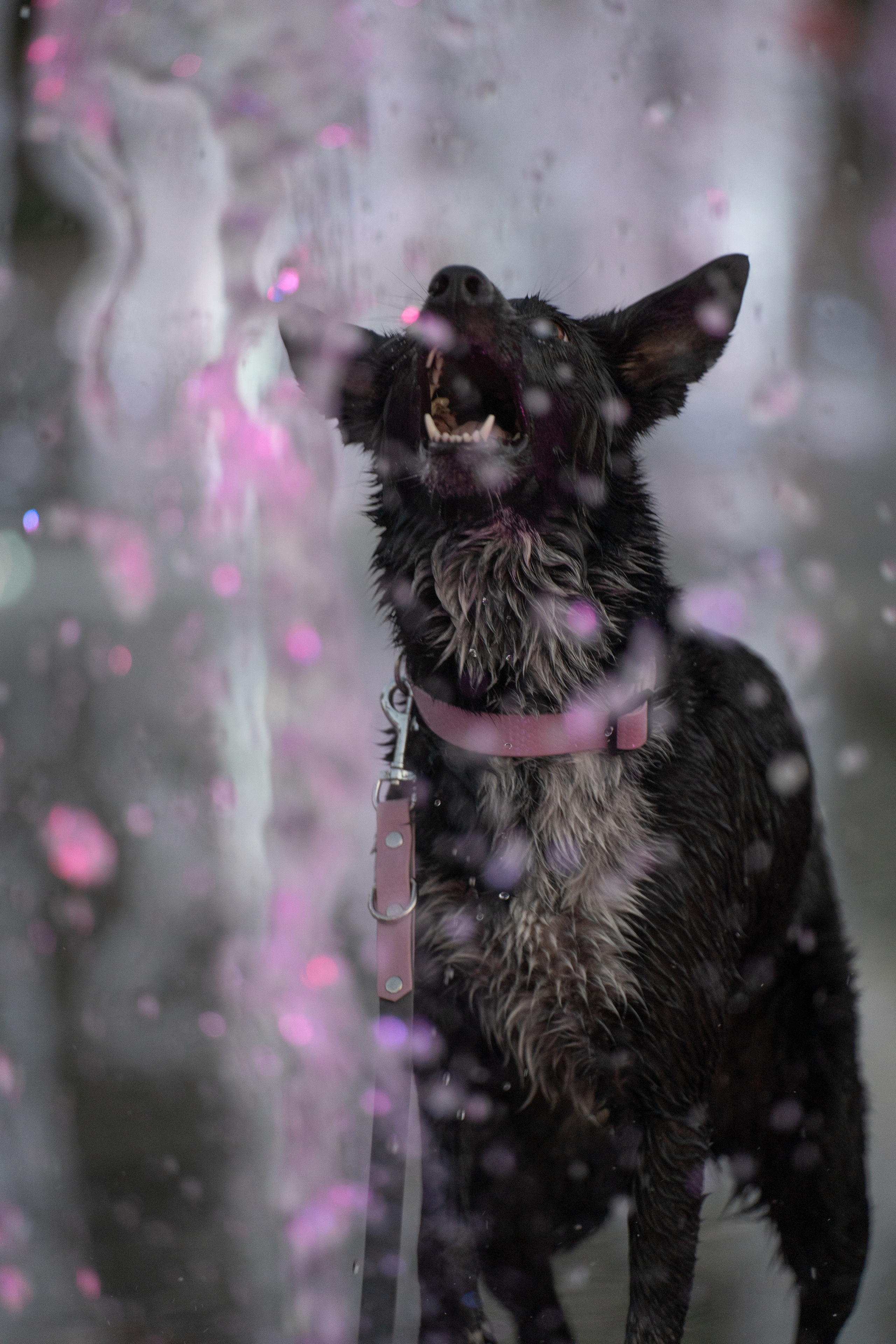 Йота. Фотограф анималист