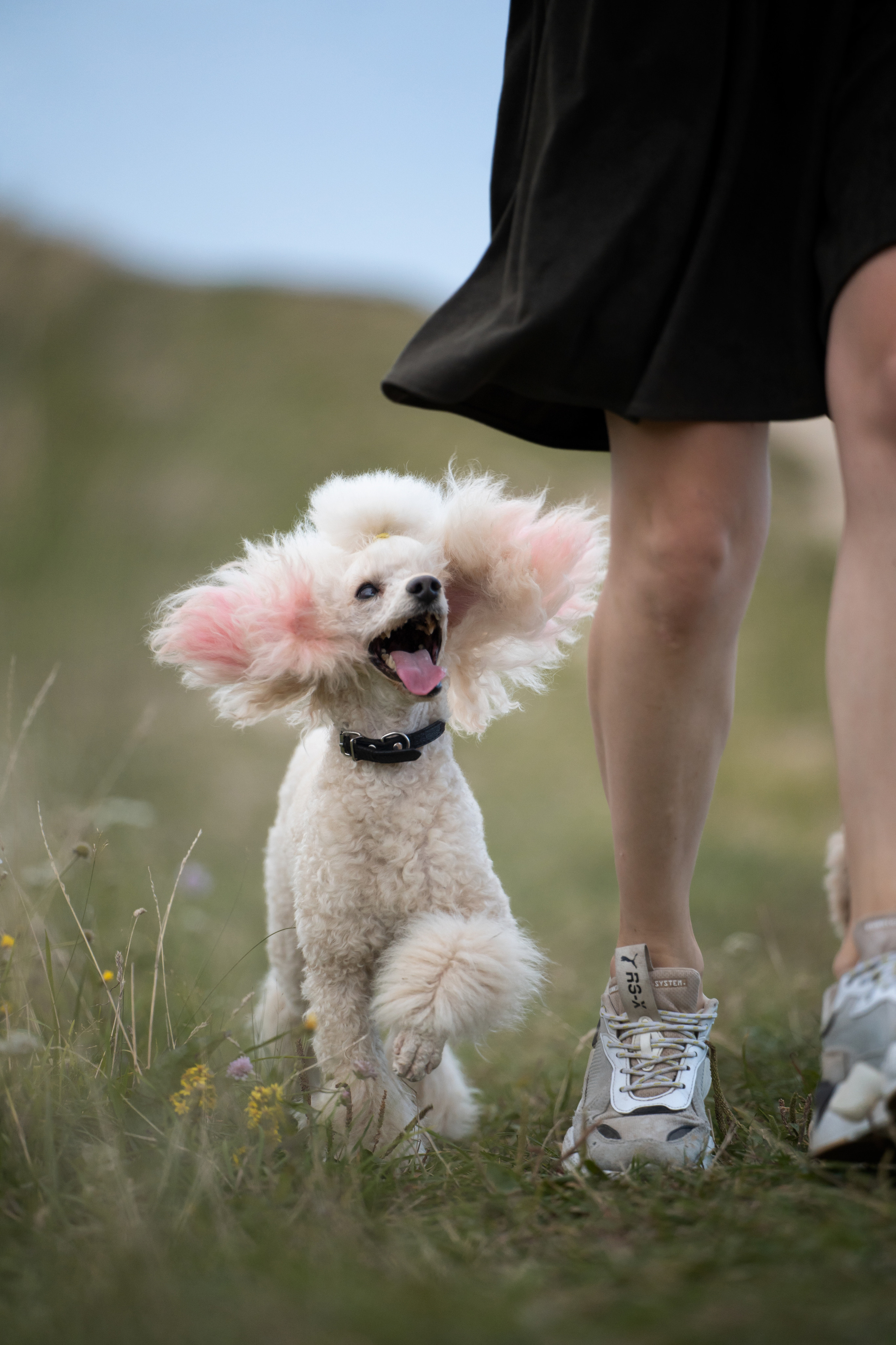 Кудрявая семья. Фотограф анималист