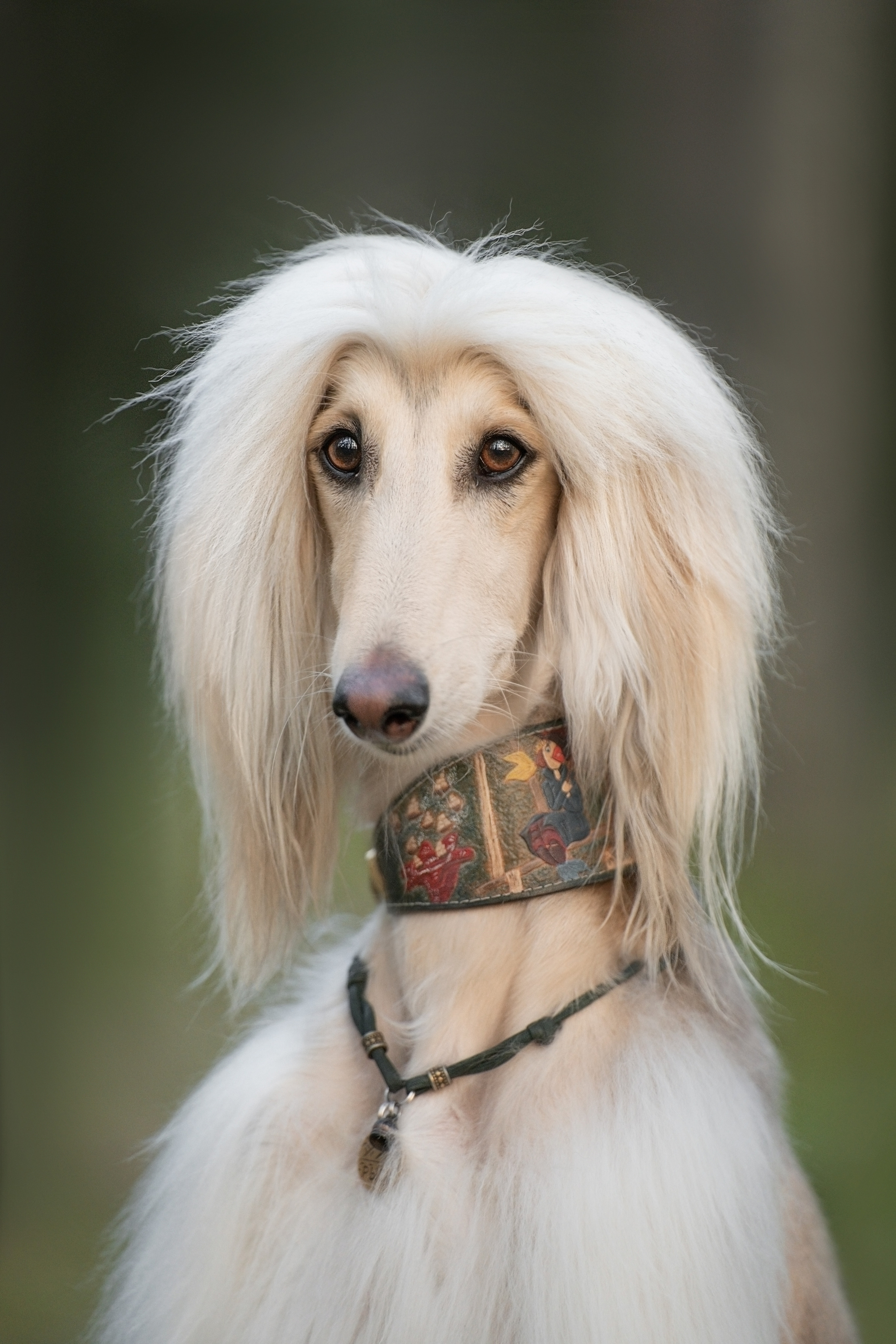 Путь к лесу. Фотограф анималист