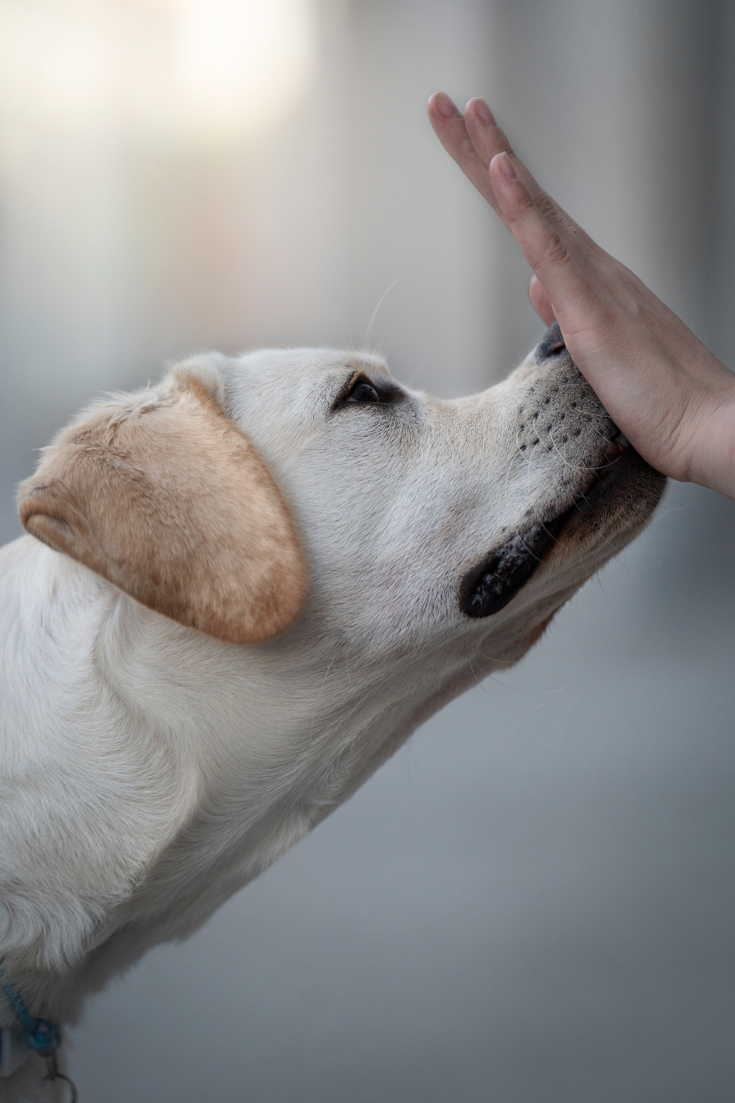 Наташа и Чарли. Фотограф анималист