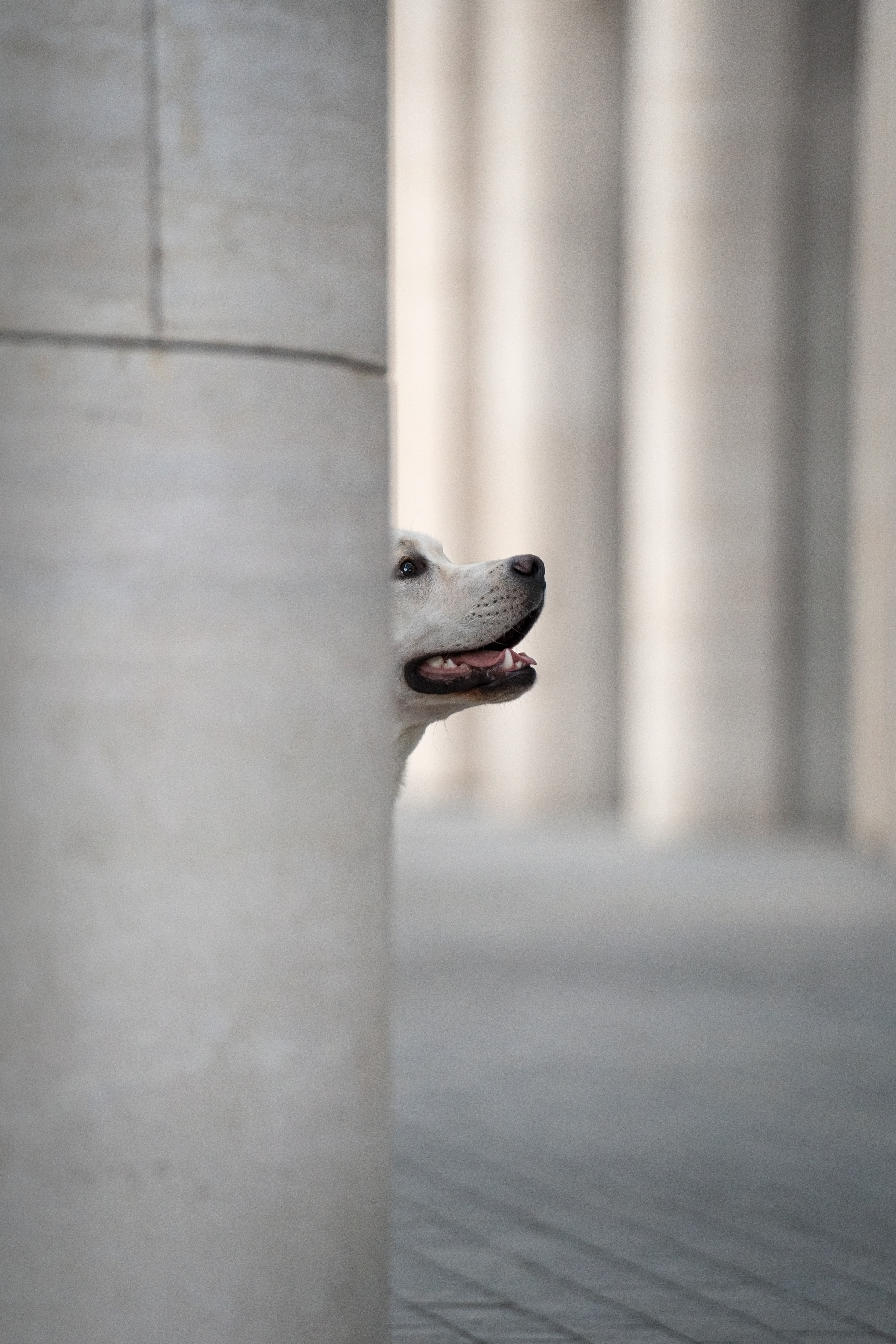 Наташа и Чарли. Фотограф анималист