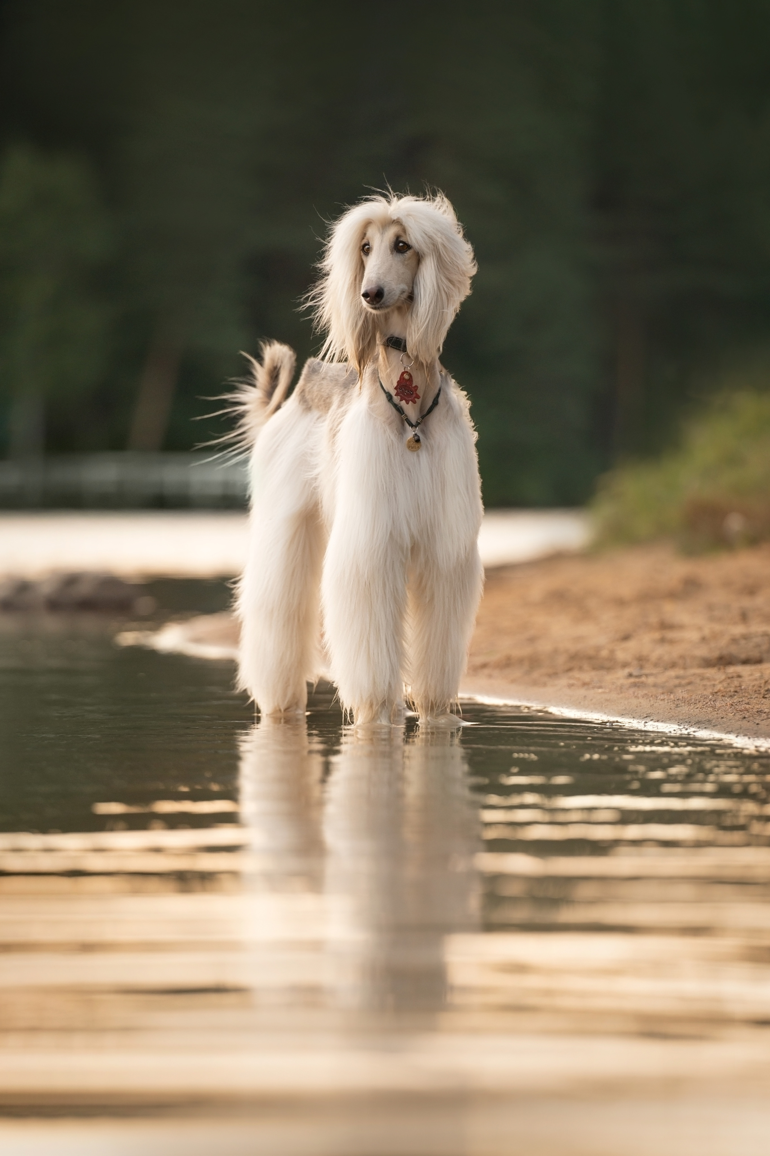 Путь к лесу. Фотограф анималист