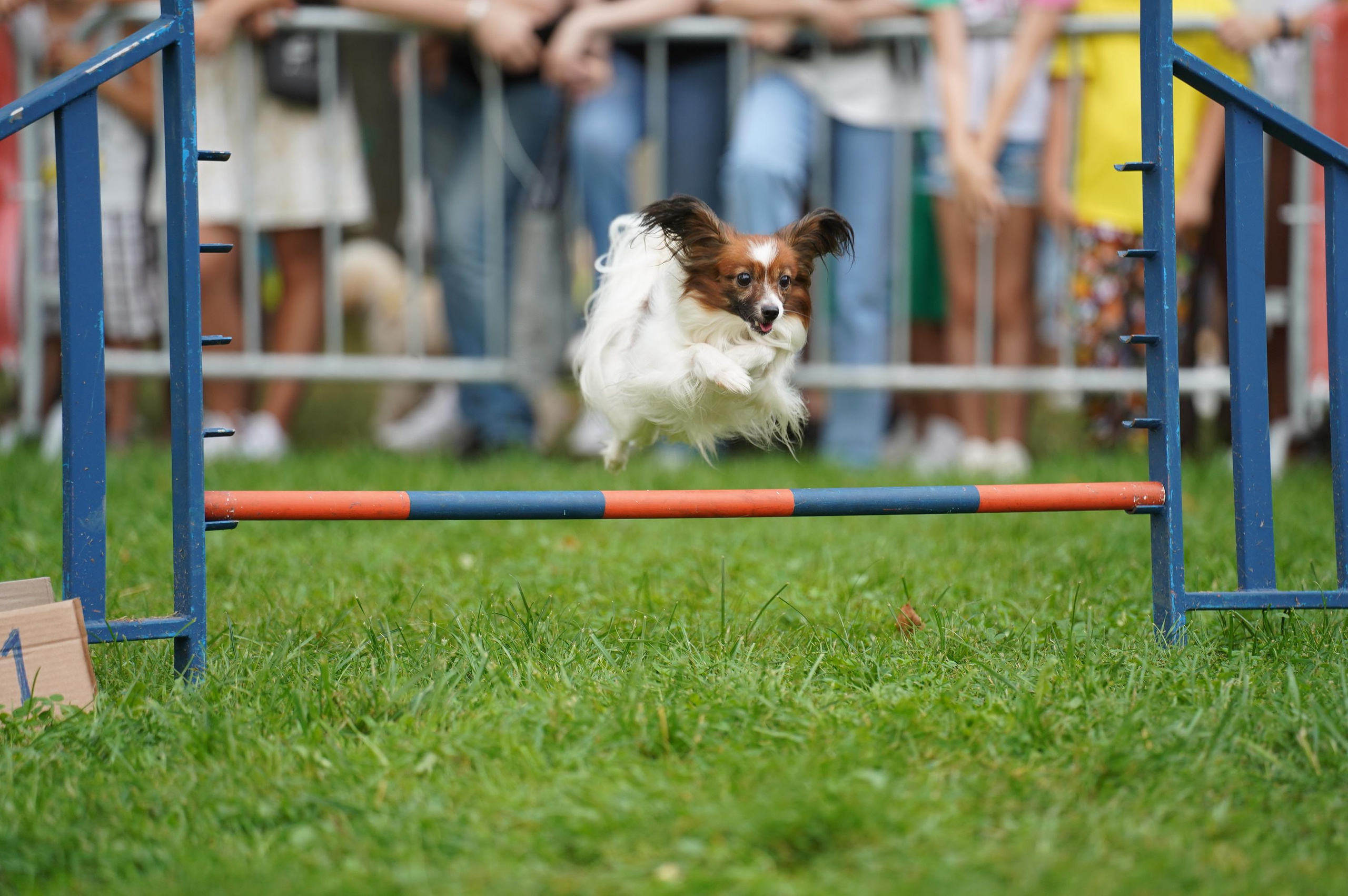 Петшопдей. Фотограф анималист