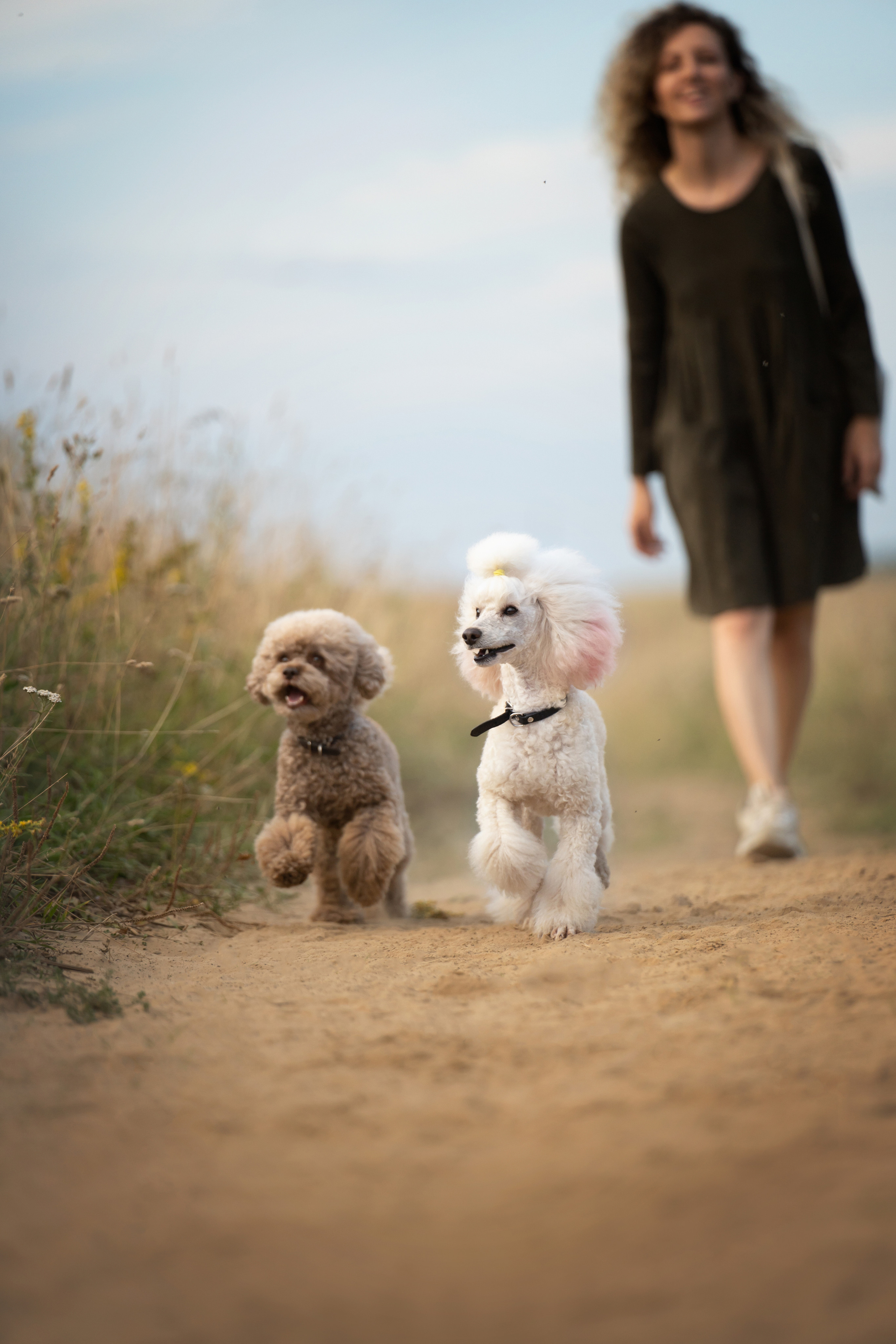 Кудрявая семья. Фотограф анималист