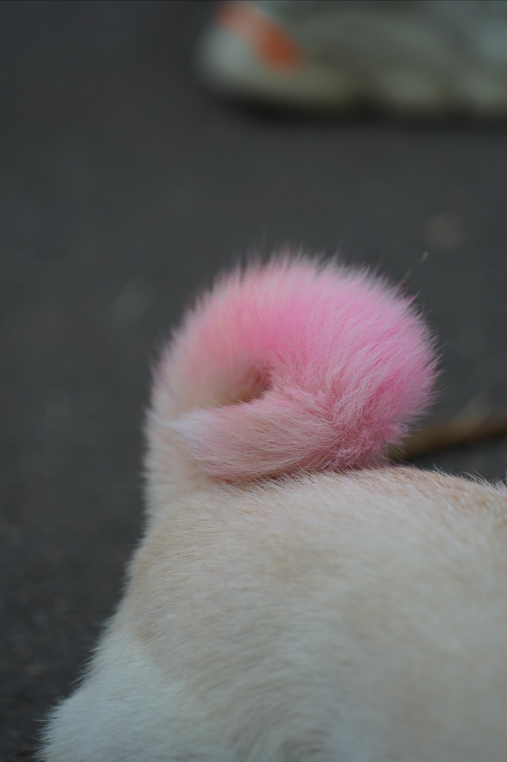 Петшопдей. Фотограф анималист